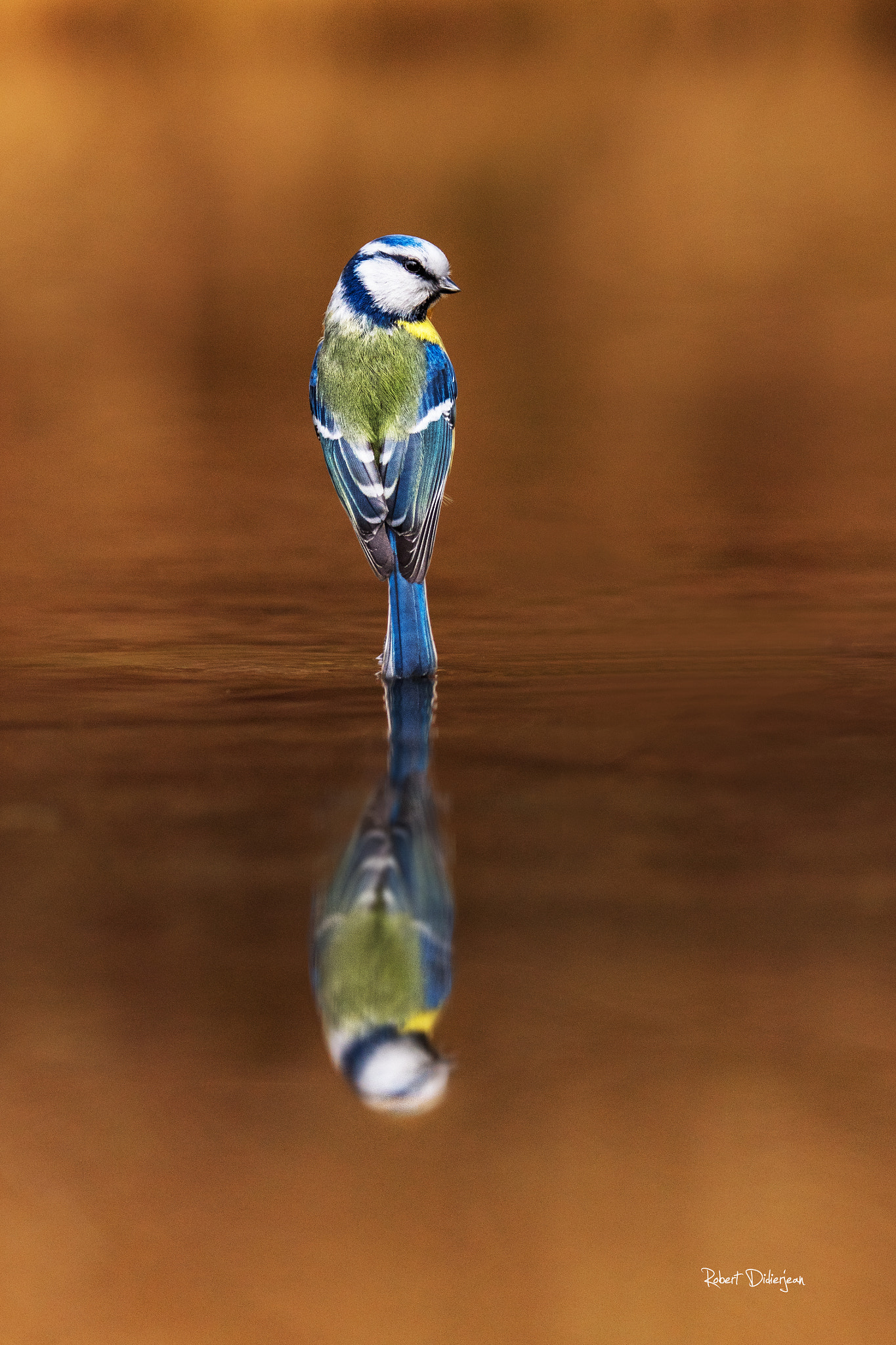 Nikon D810 sample photo. Levitation on the water photography