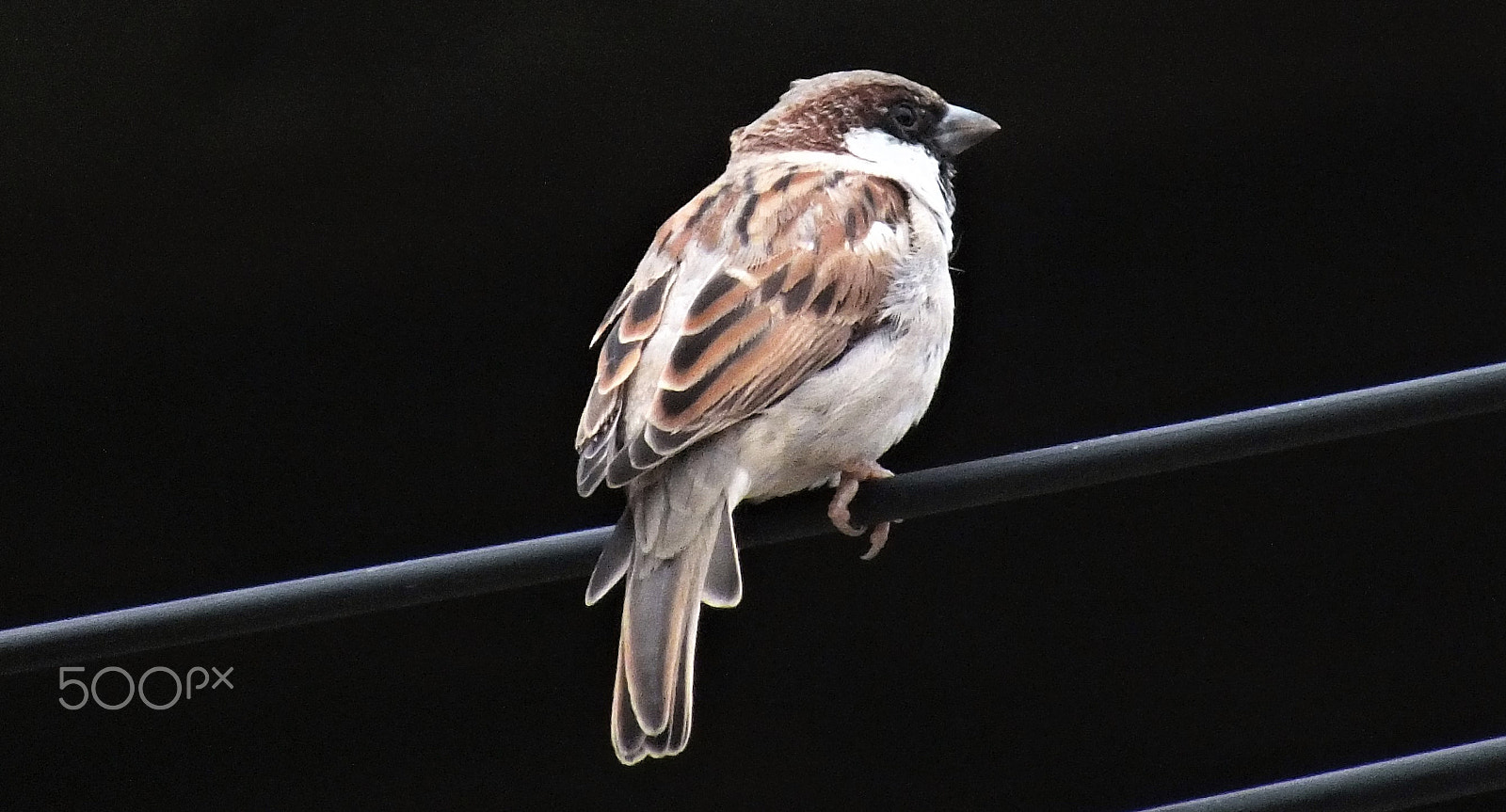 Fujifilm FinePix HS28EXR sample photo. World sparrow day photography