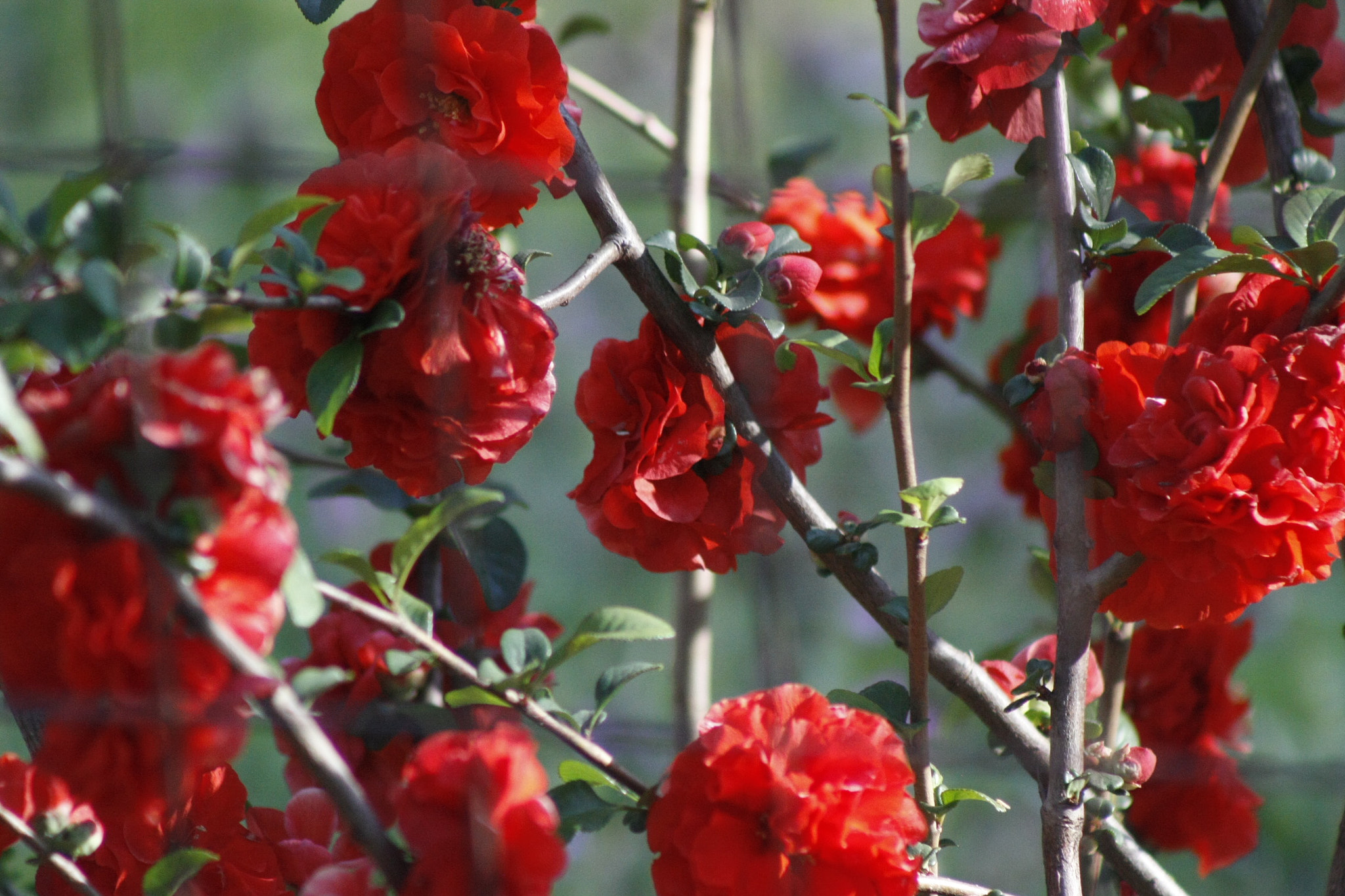 EF75-300mm f/4-5.6 sample photo. Mg photography