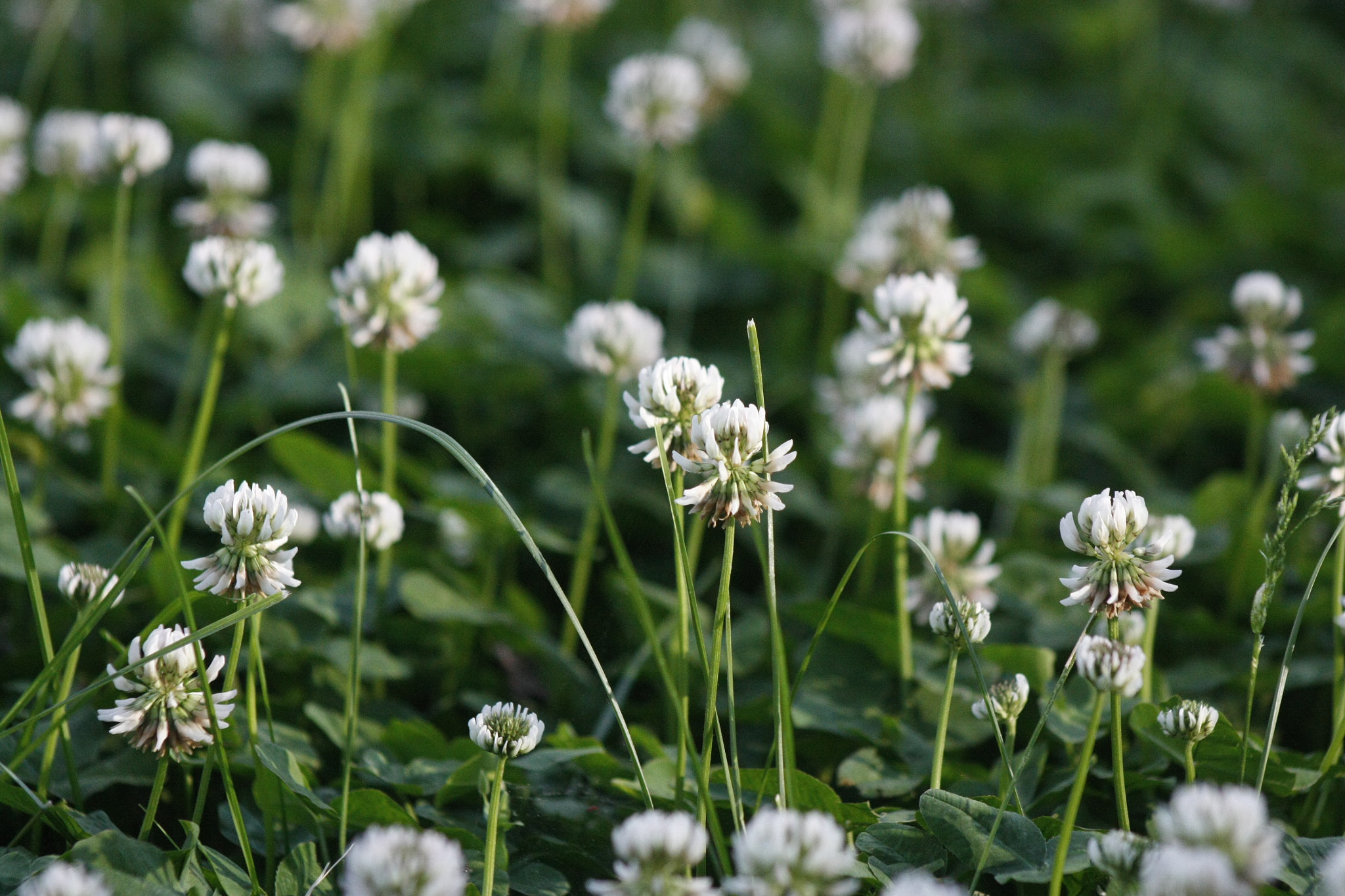 EF75-300mm f/4-5.6 sample photo. Mg photography