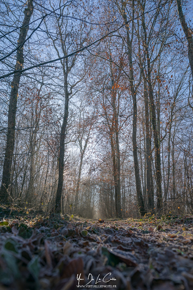 Sony a99 II sample photo. Promenons nous dans les bois. photography