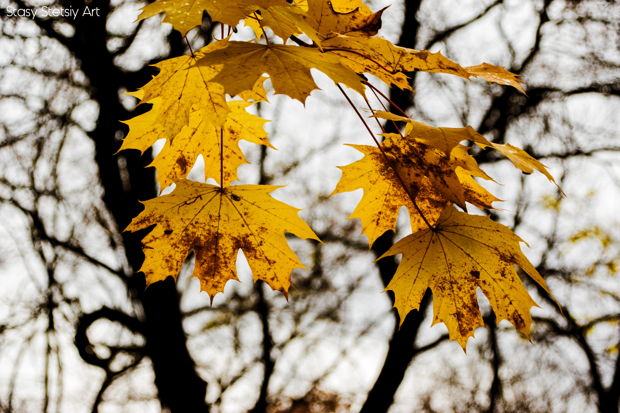 Nikon D5300 sample photo. Leaves photography