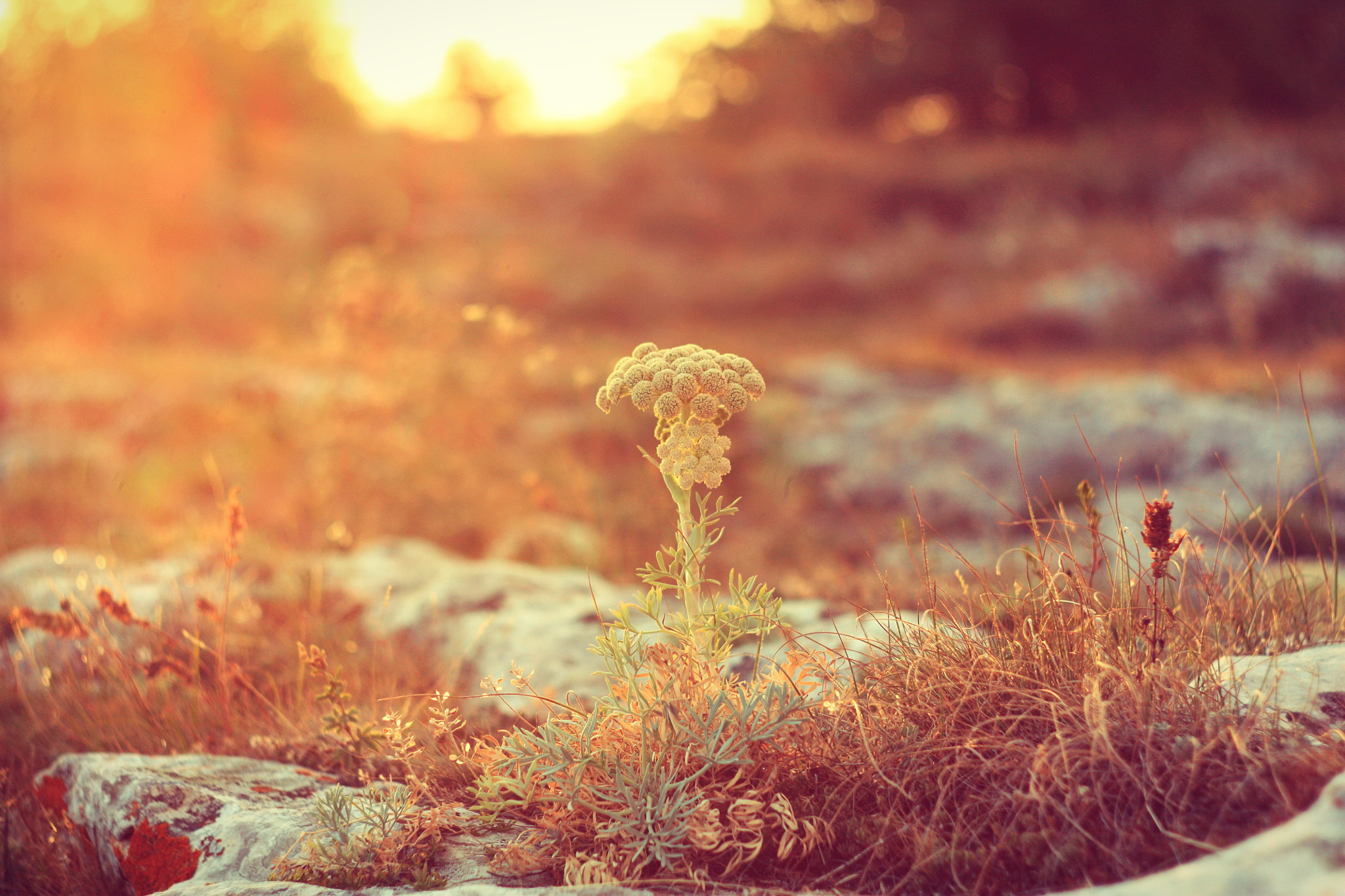 Canon EF 35-80mm f/4-5.6 sample photo. Herbs in the sunset light photography