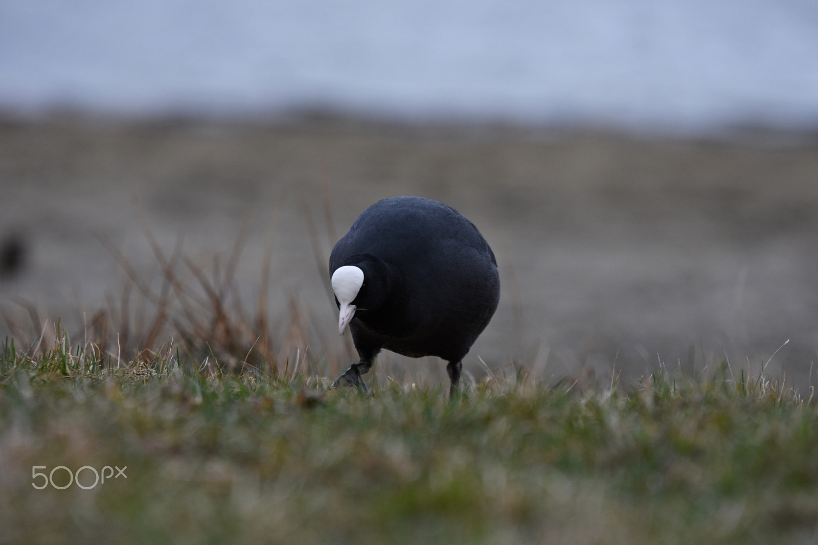 Sigma 70-200mm F2.8 EX DG OS HSM sample photo. Eurasian coot photography