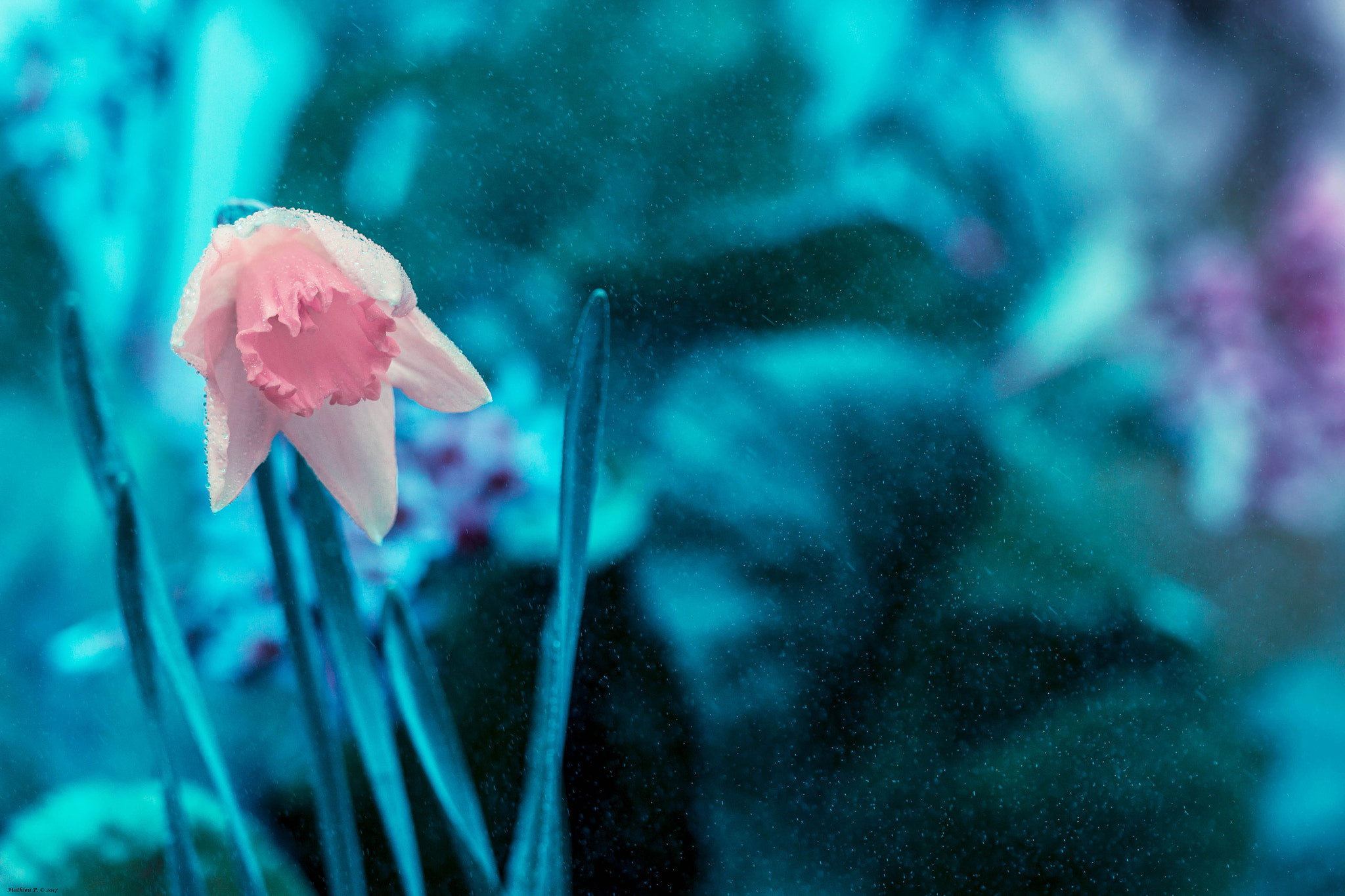 Canon EF 100mm F2.8L Macro IS USM sample photo. "pluie acide" photography