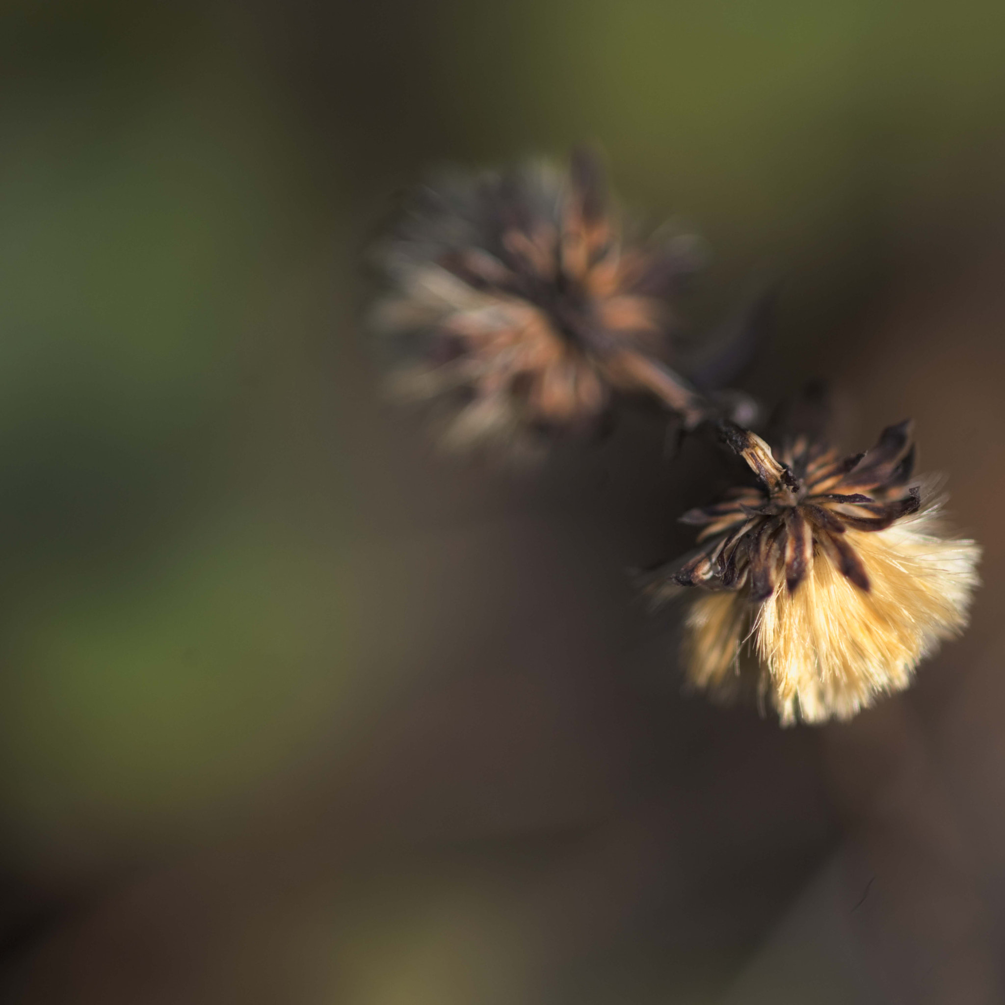 Nikon D3 sample photo. Zomaar photography