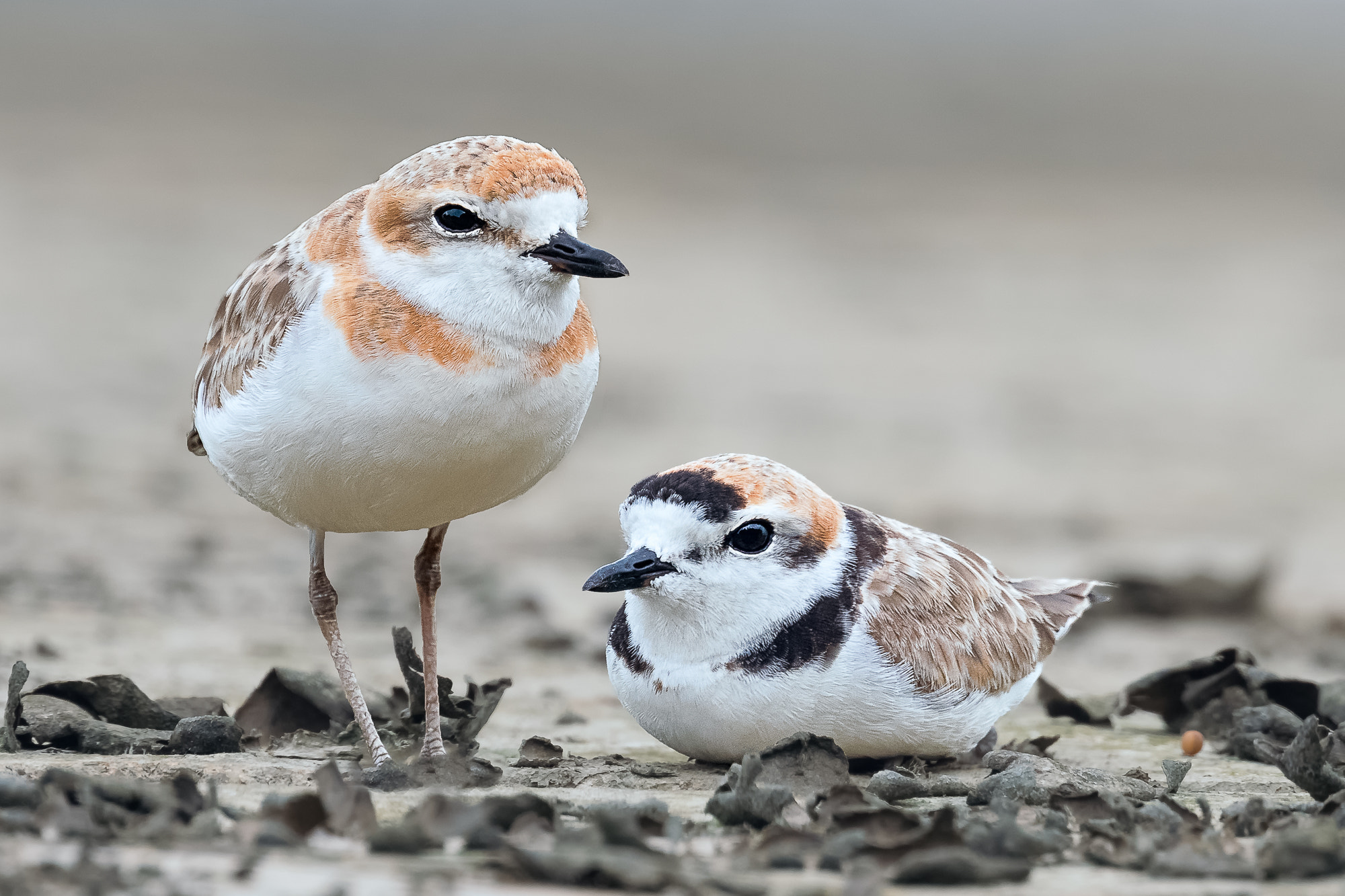 Nikon Nikkor AF-S 300mm F4E PF ED VR sample photo. Malaysian plover @ labrador park photography