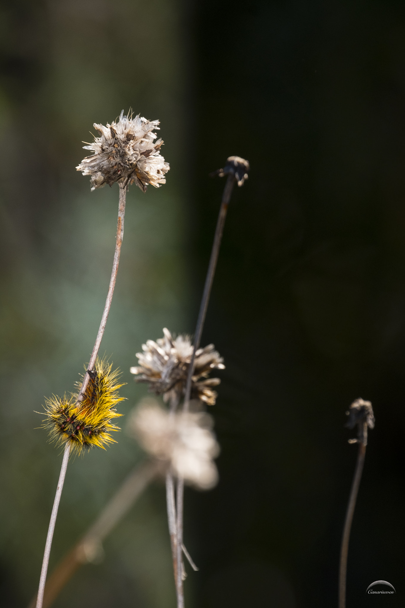 Fujifilm X-Pro2 + Fujifilm XF 100-400mm F4.5-5.6 R LM OIS WR sample photo. Gusano photography