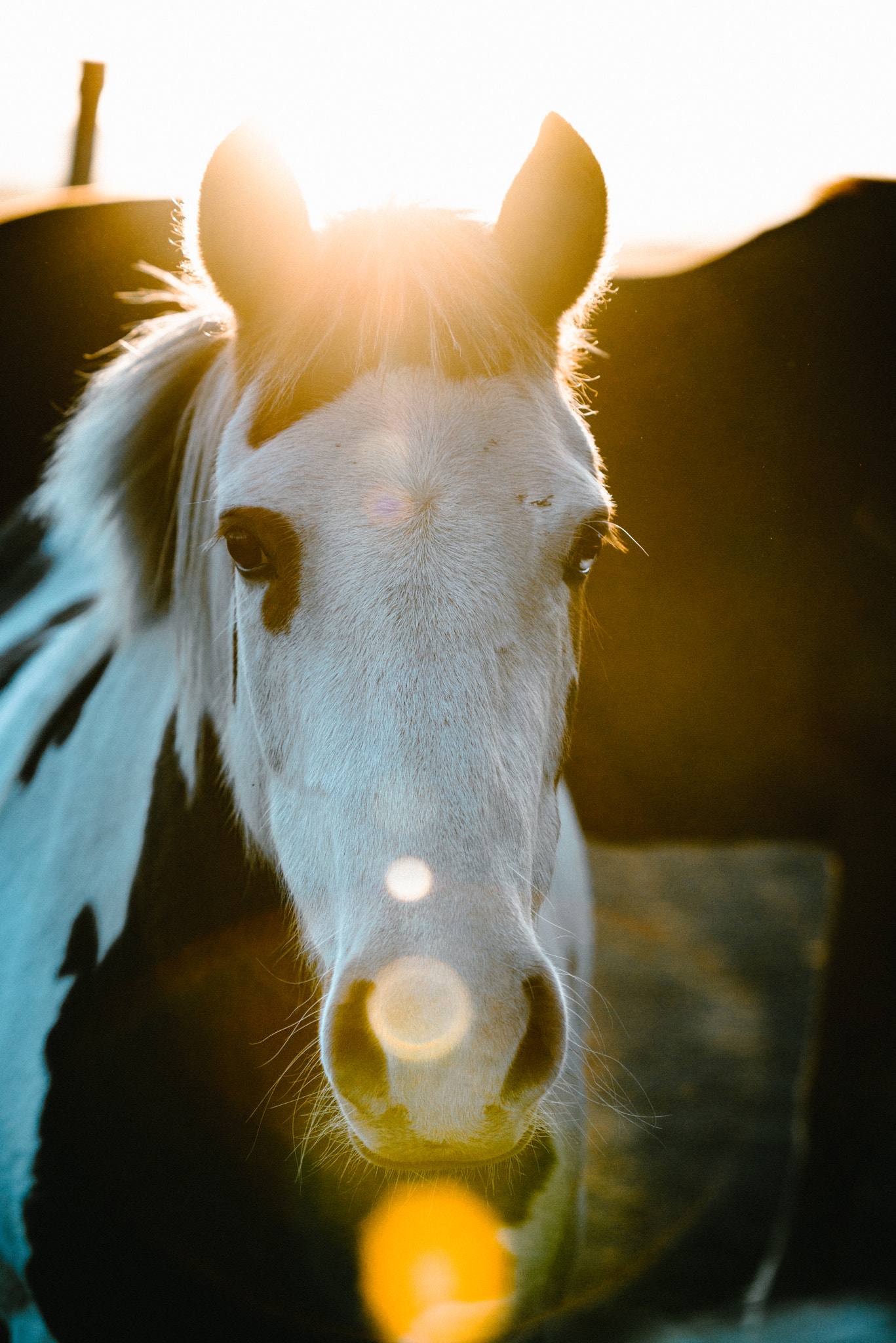Nikon AF-Nikkor 80-200mm F2.8D ED sample photo. Portrait horse photography