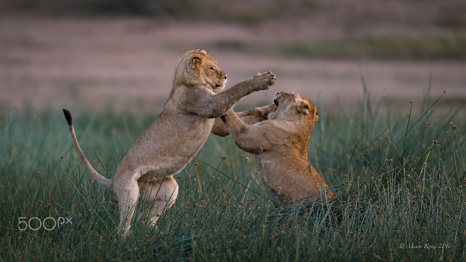 Nikon AF-S Nikkor 500mm F4E FL ED VR sample photo. "games" photography