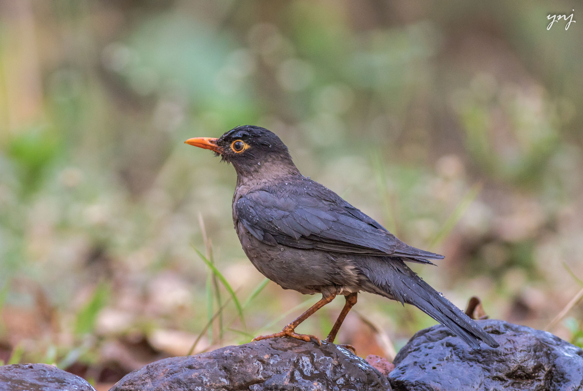 Canon EOS 7D Mark II + Canon EF 400mm F5.6L USM sample photo. Wet black bird photography