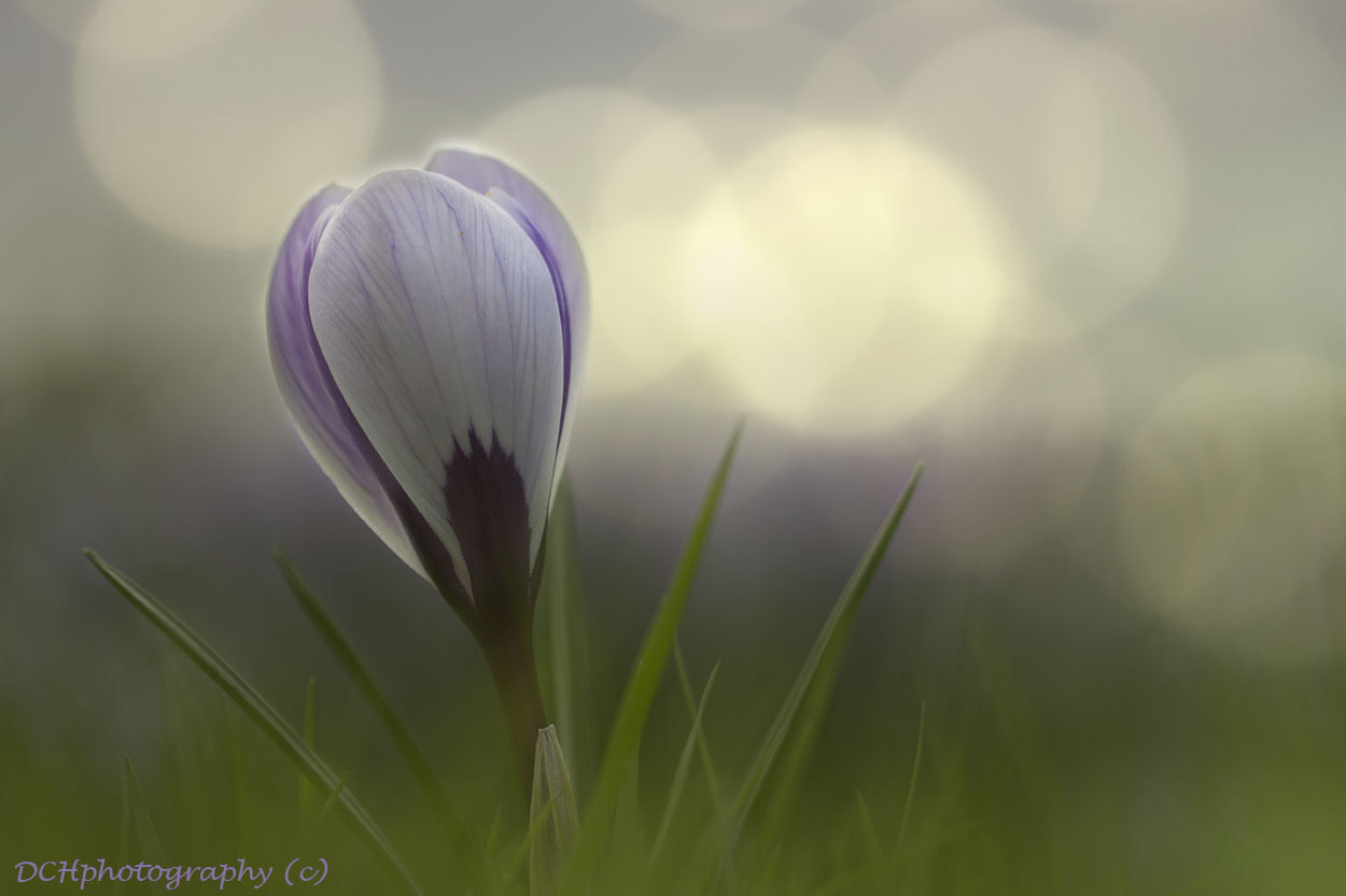 Canon EF 100mm F2.8L Macro IS USM sample photo. In the spotlight photography