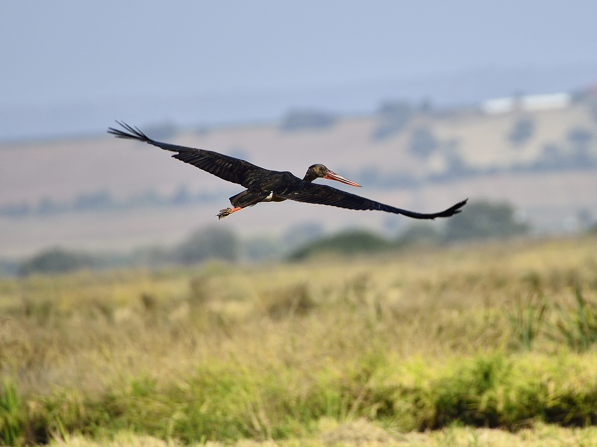 Nikon D800E + Sigma 50-500mm F4.5-6.3 DG OS HSM sample photo. Cigueña negra photography