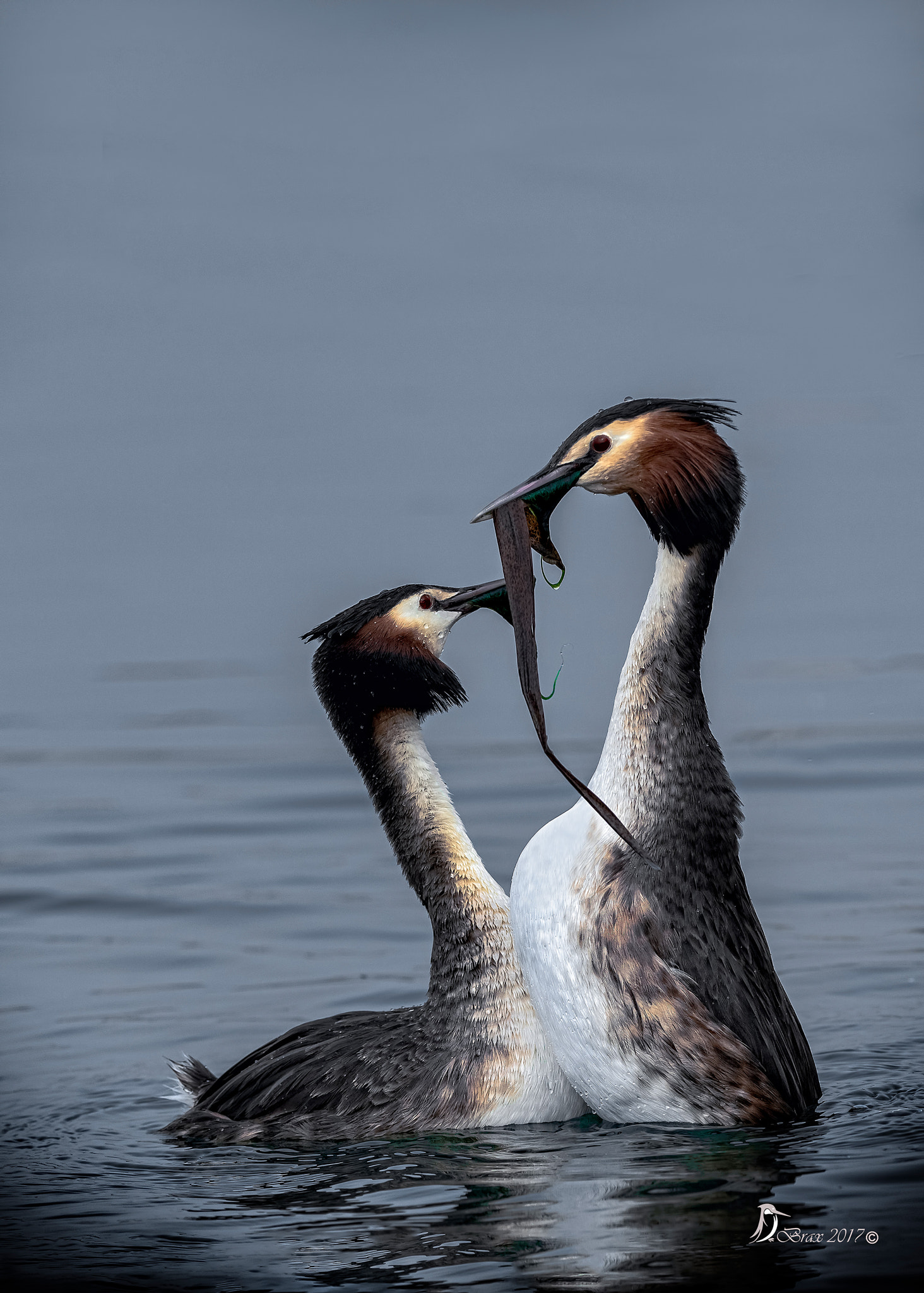 Nikon D500 + Nikon AF-S Nikkor 300mm F2.8G ED VR II sample photo. Svasso maggiore photography