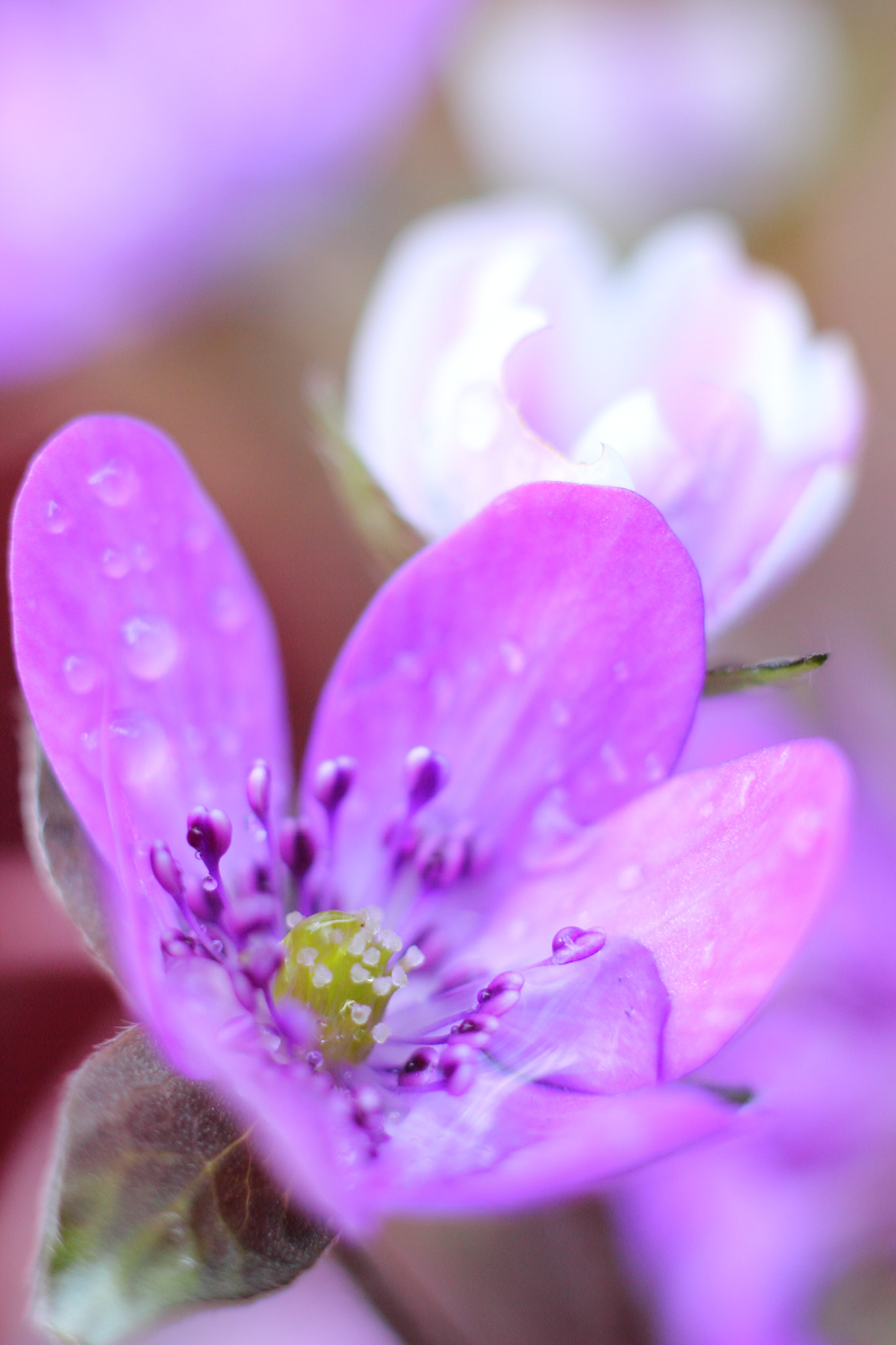 Canon EOS 600D (Rebel EOS T3i / EOS Kiss X5) sample photo. オオミスミソウ咲く photography