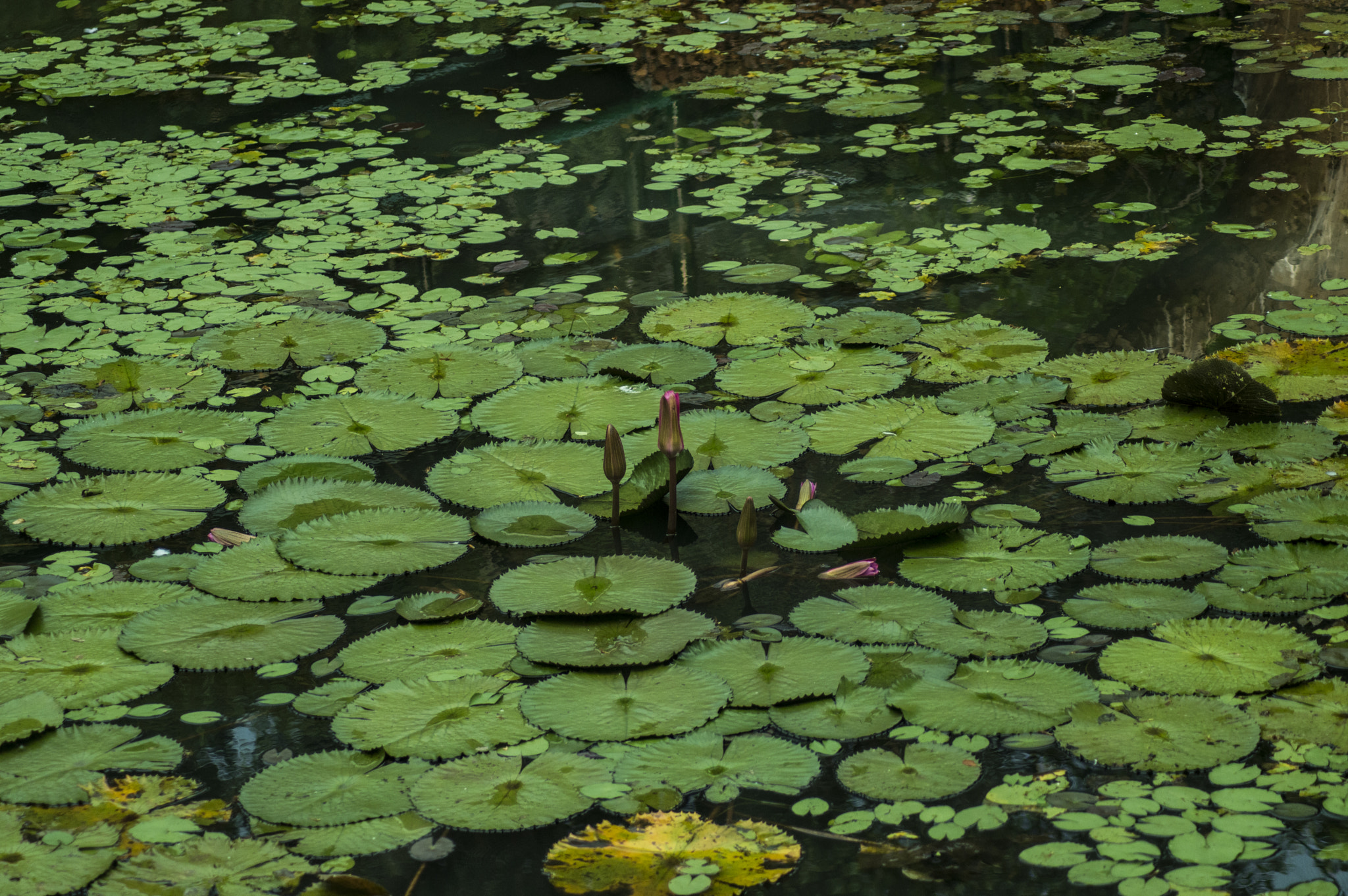 Nikon D3200 sample photo. Beautiful pond photography