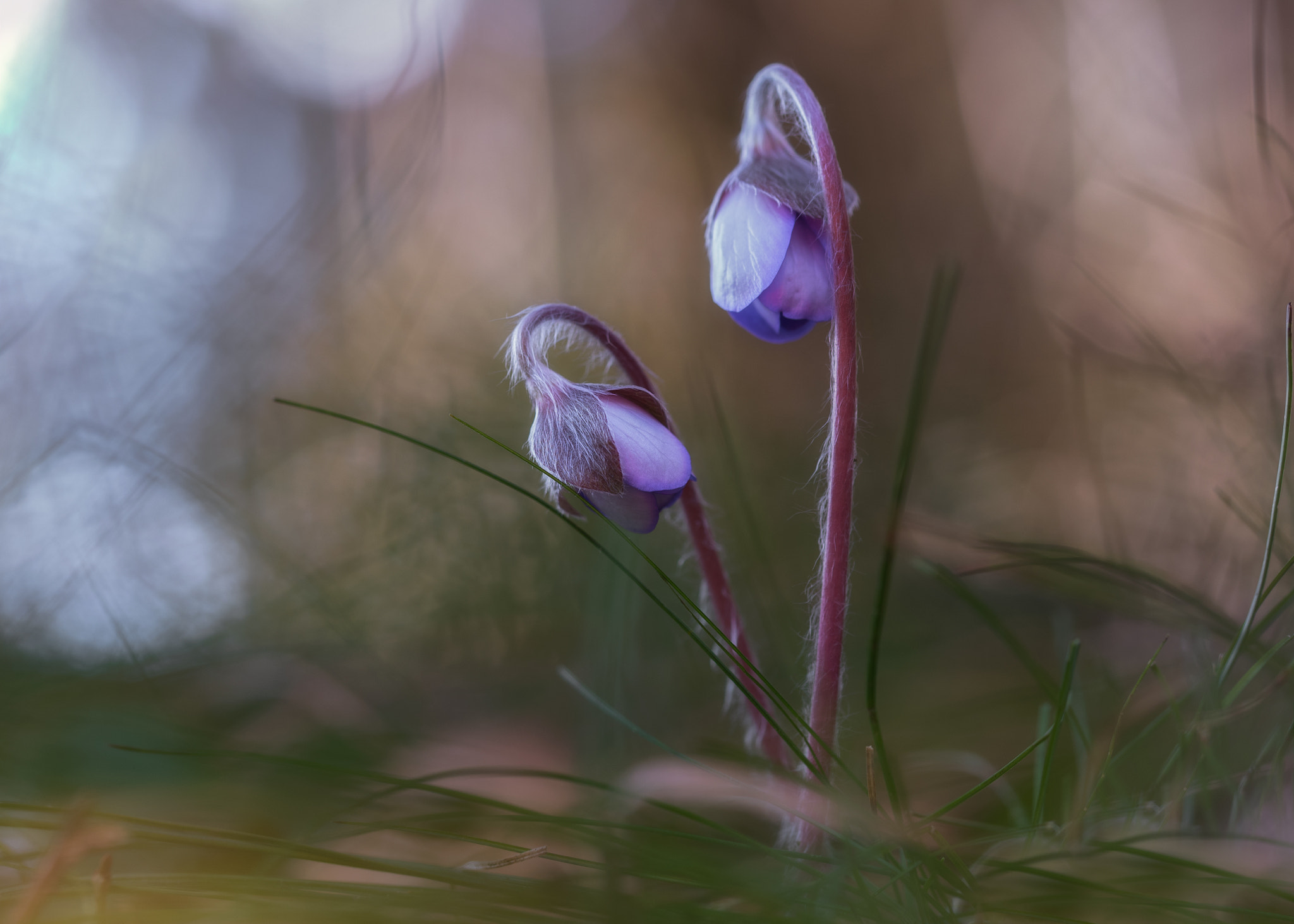 Olympus M.Zuiko Digital ED 60mm F2.8 Macro sample photo. Vio sisters in the morning glow photography