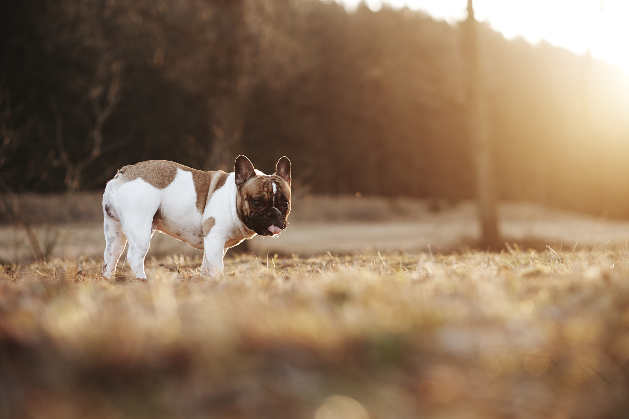 Fujifilm X-T1 + Fujifilm XF 56mm F1.2 R sample photo. Mr. arnold photography
