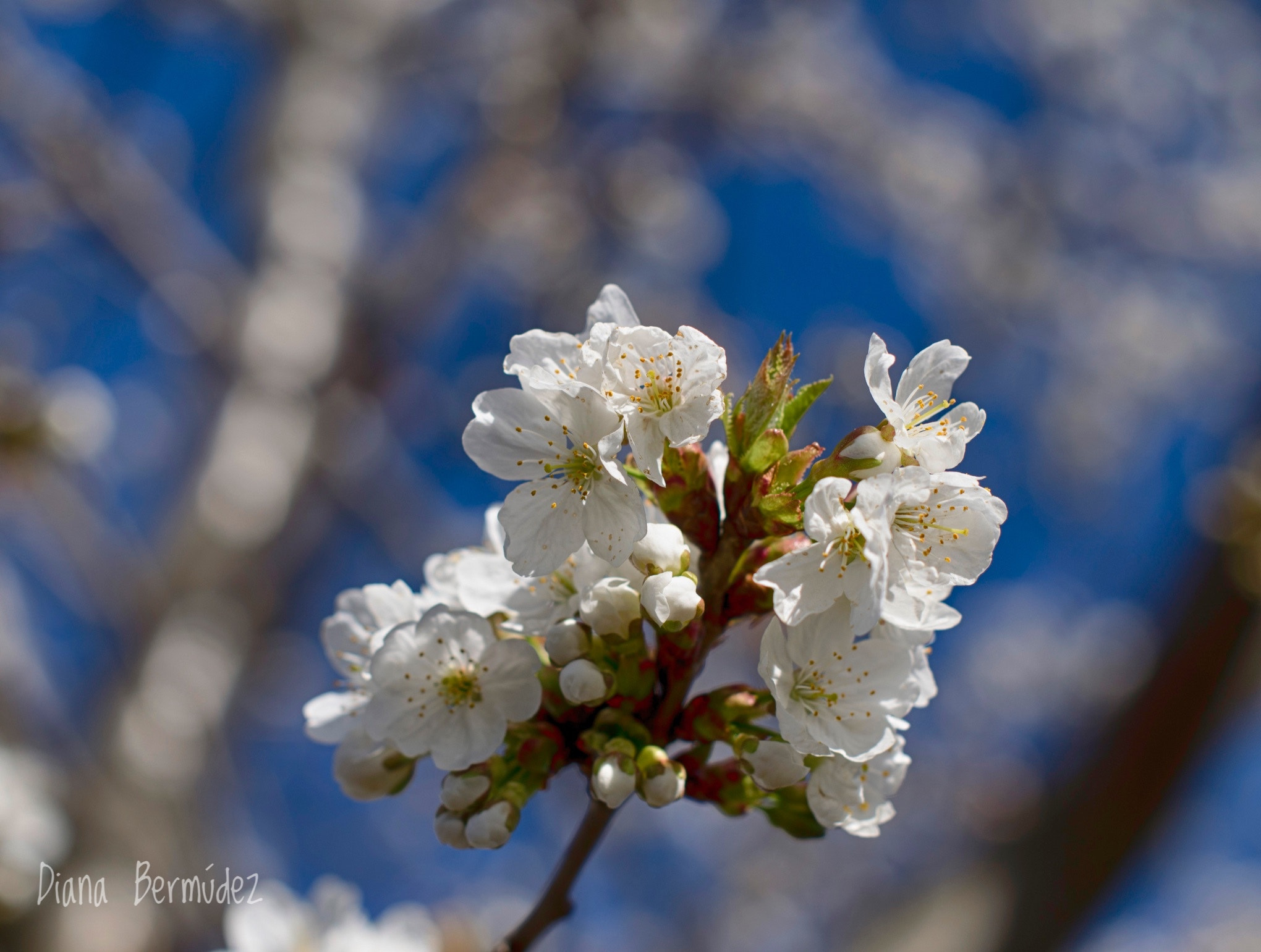 Nikon D5100 sample photo. Inauguramos primavera photography