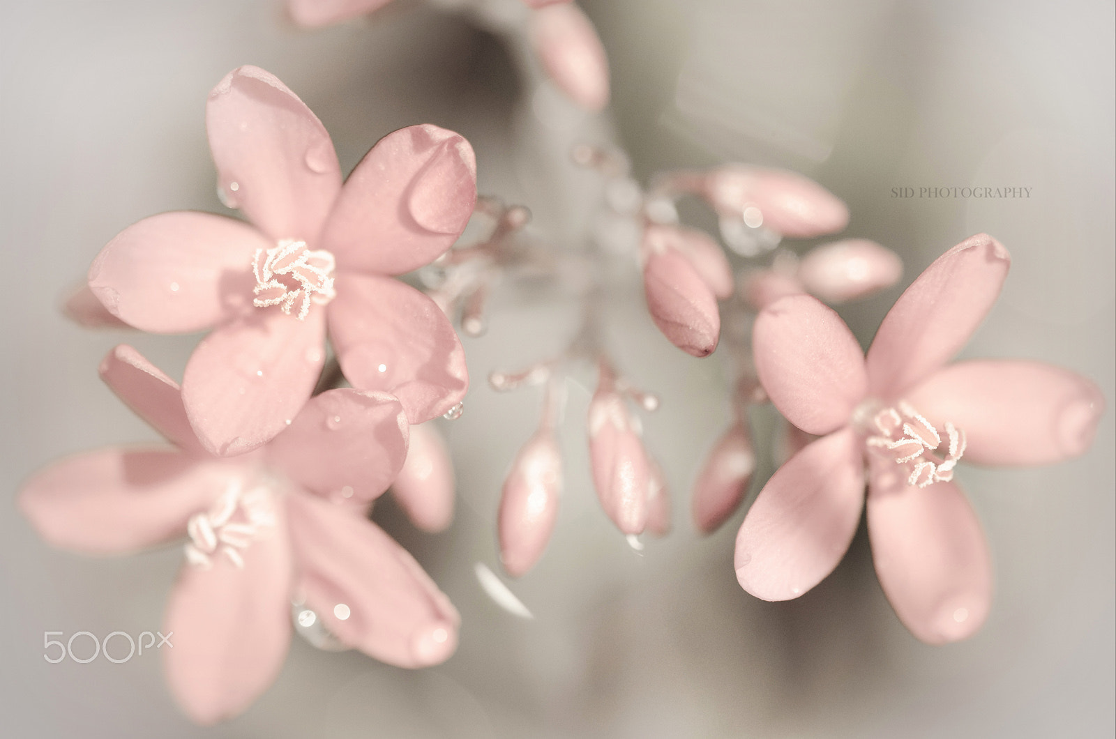 Sigma 105mm F2.8 EX DG OS HSM sample photo. Bliss photography