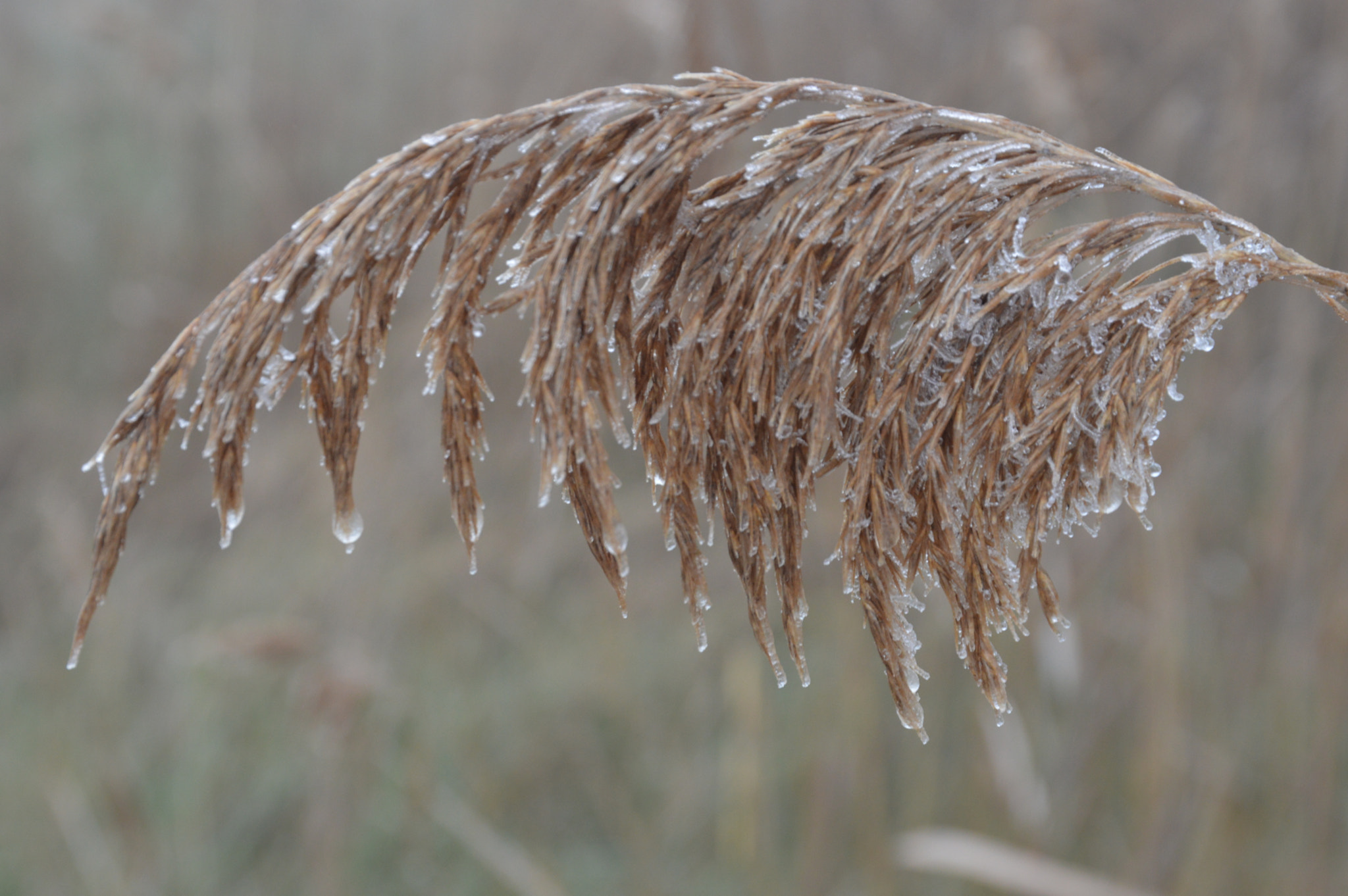 Nikon D3200 sample photo. Bajo cero photography