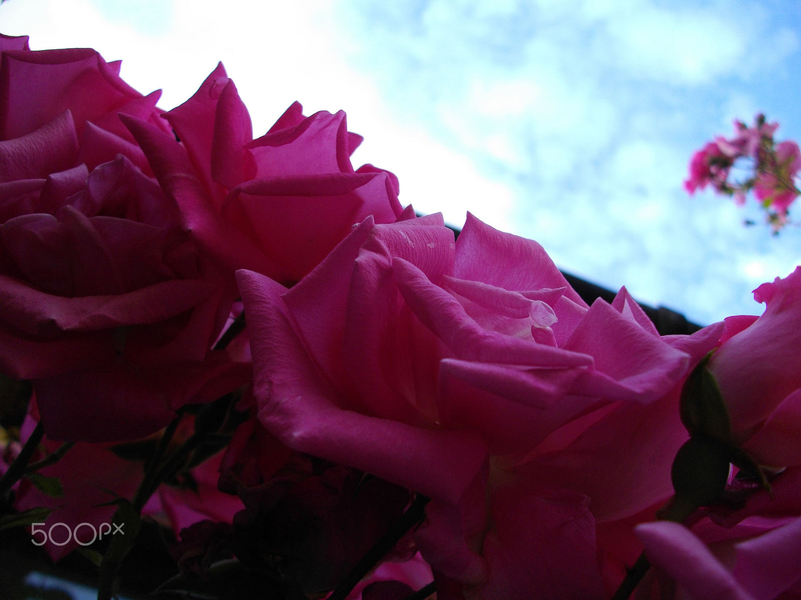 Pentax Optio E60 sample photo. Magenta diagonal photography