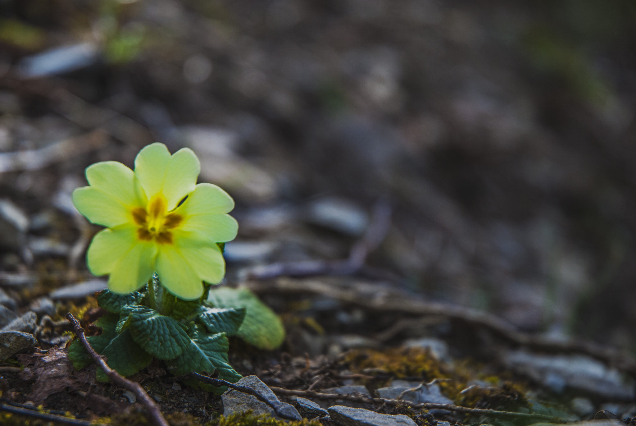 Nikon D80 sample photo. Spring is coming  photography
