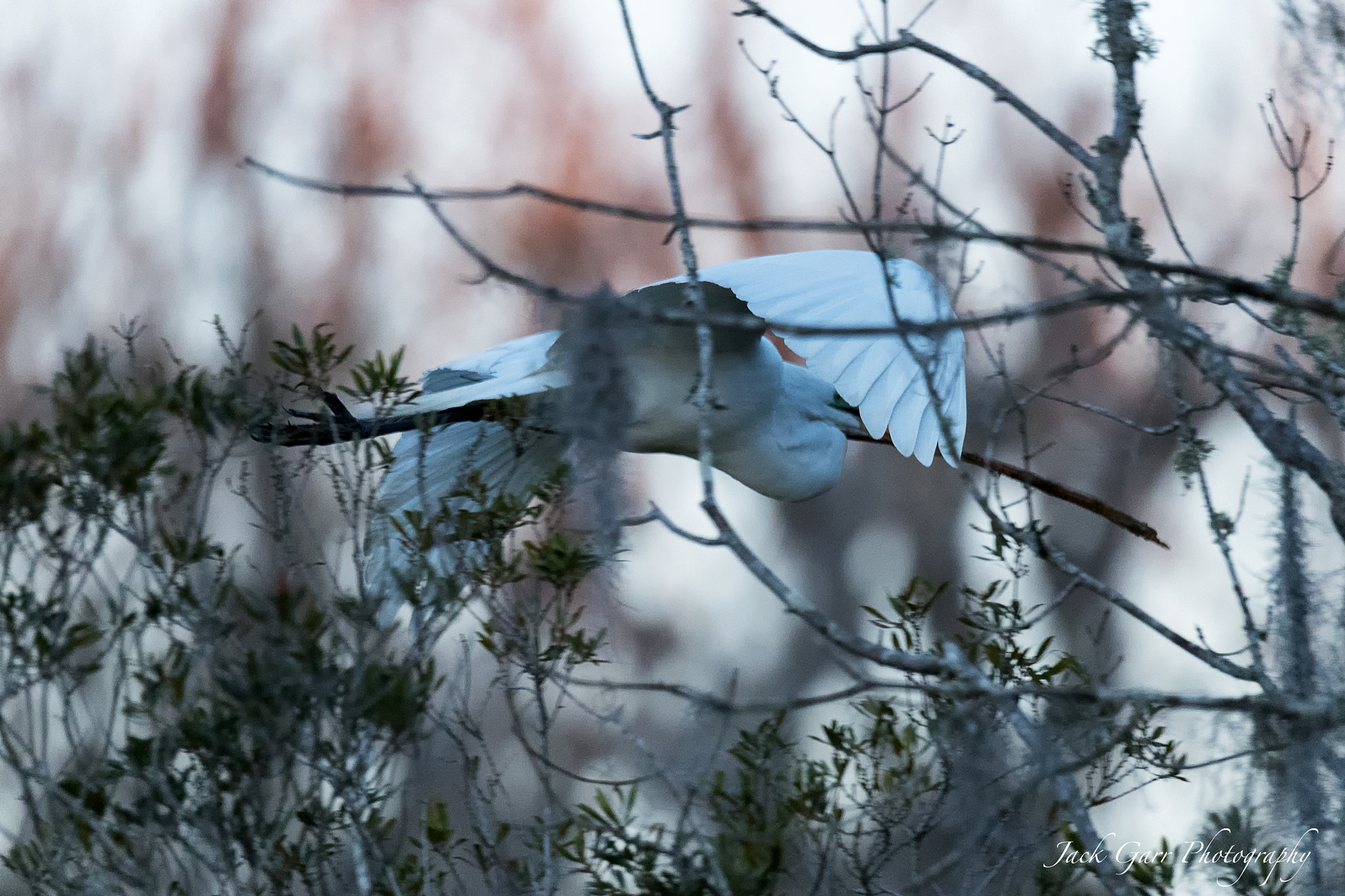 150-600mm F5-6.3 DG OS HSM | Sports 014 sample photo. Great white egret flying stick to nest at dawn photography