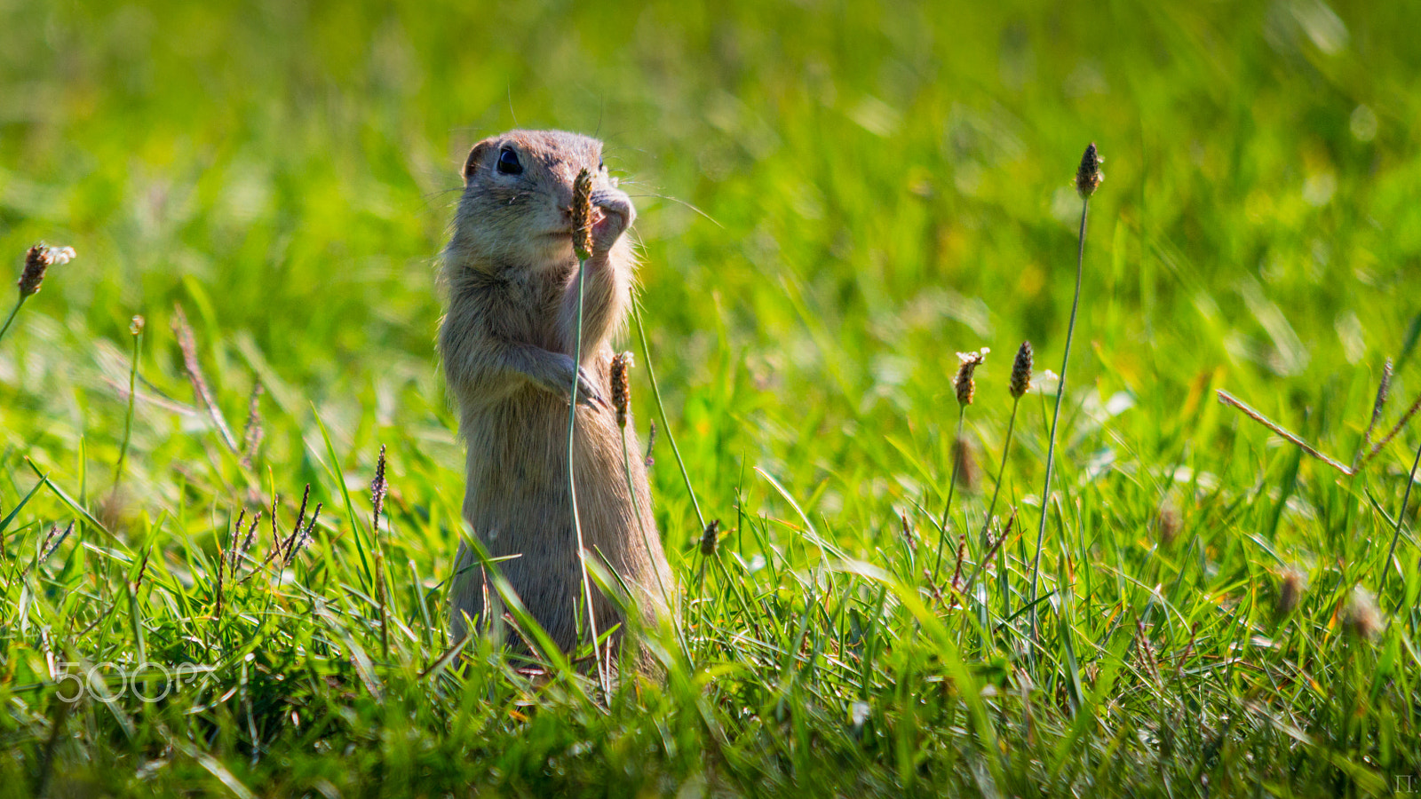 Sigma 150-500mm F5-6.3 DG OS HSM sample photo. Enrique photography