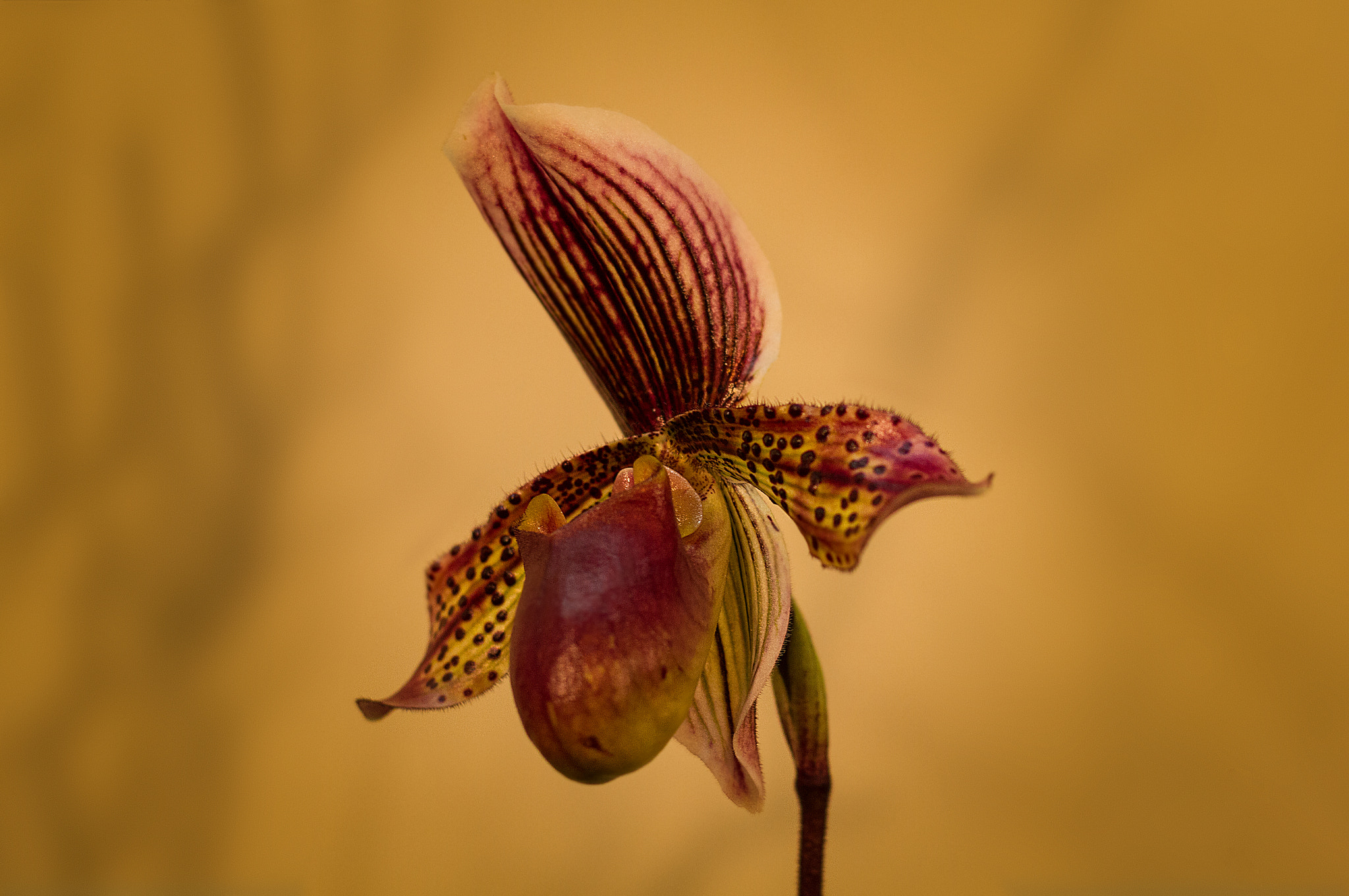 Canon EOS 7D sample photo. Orchid photography