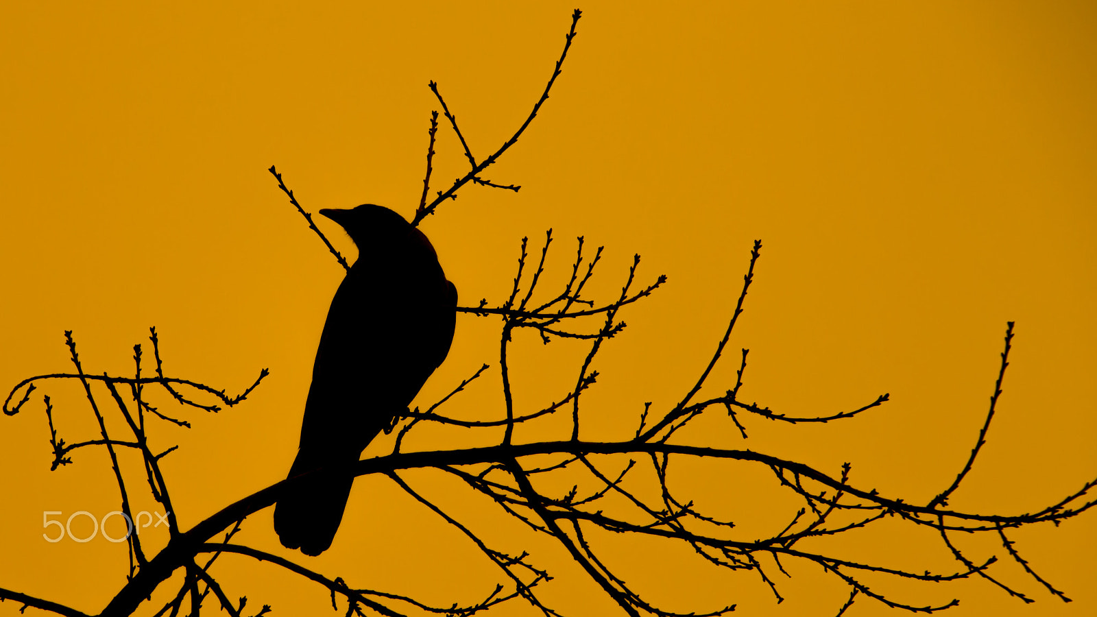 Canon EOS 1100D (EOS Rebel T3 / EOS Kiss X50) sample photo. Crow photography