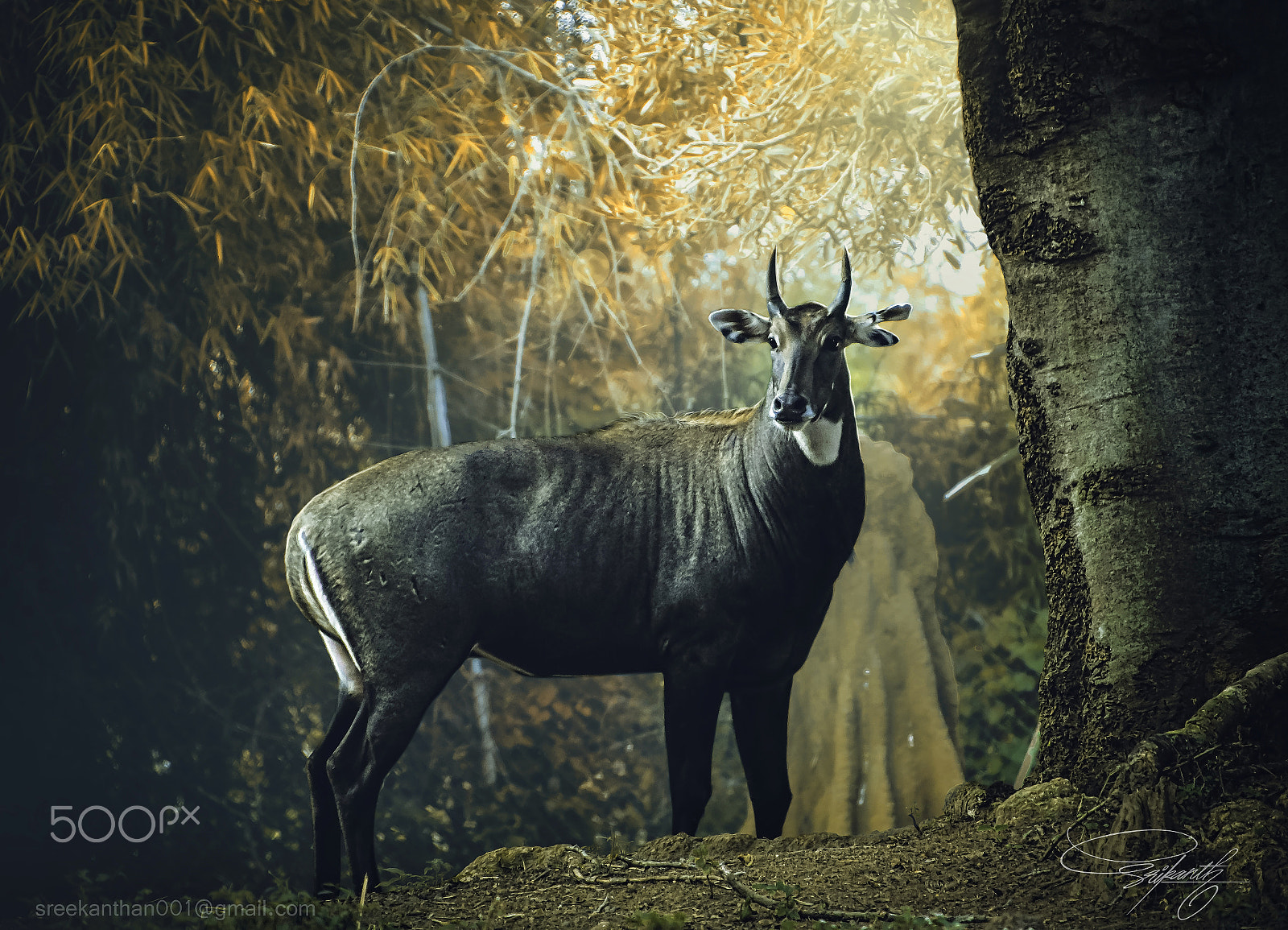 Canon TS-E 90mm F2.8 Tilt-Shift sample photo. Wild life photography
