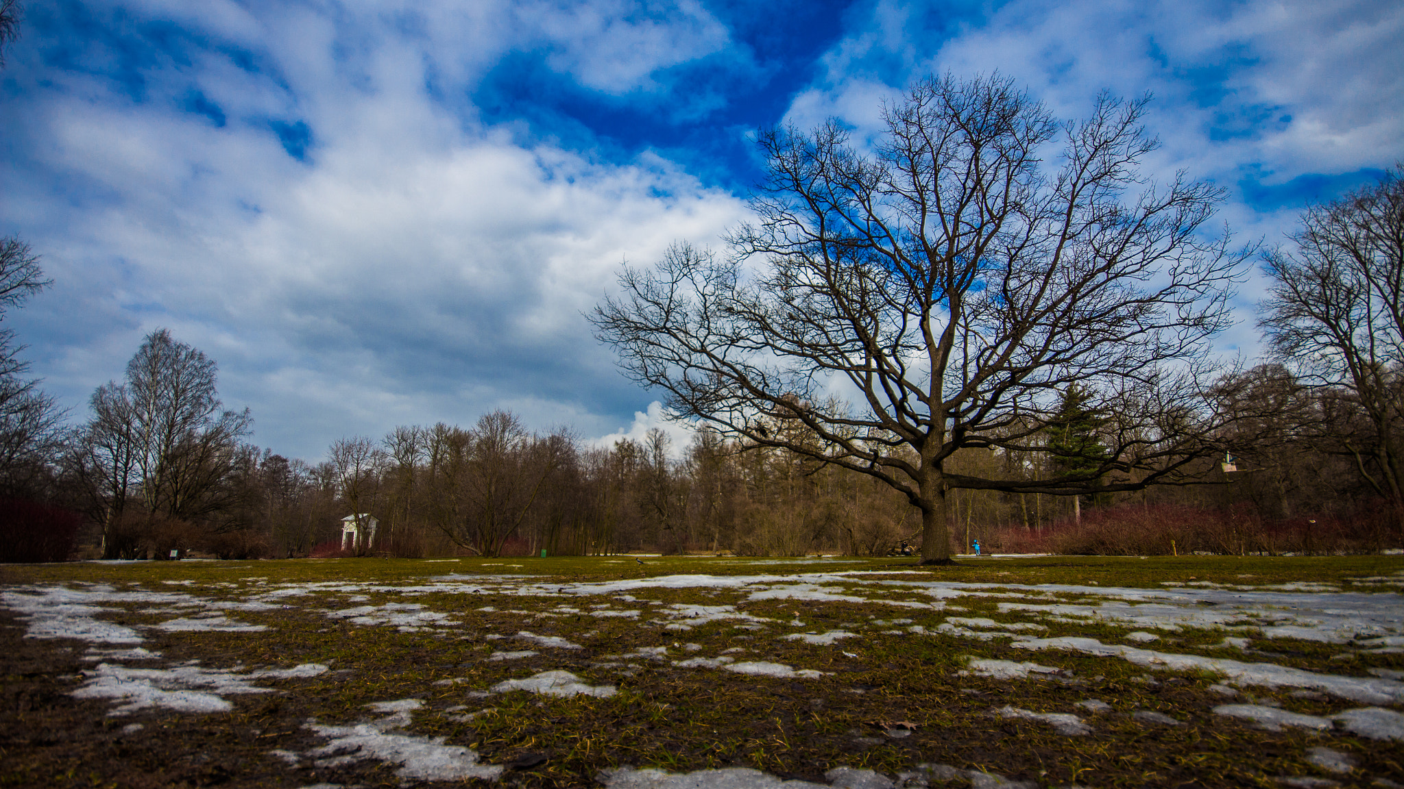 Canon EOS 650D (EOS Rebel T4i / EOS Kiss X6i) sample photo. Tree photography