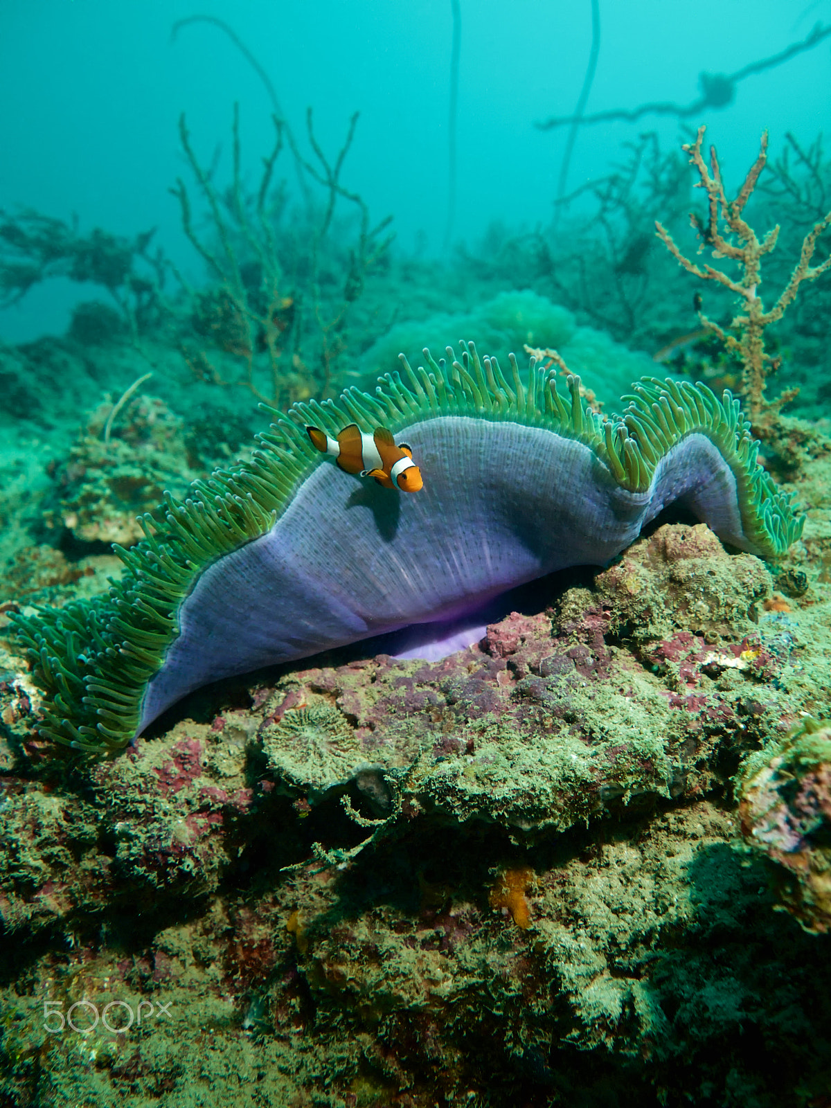Olympus PEN E-PL1 sample photo. False clownfish photography