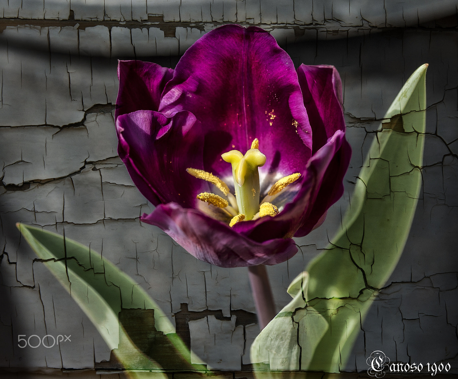 Nikon D700 sample photo. Tulipan photography
