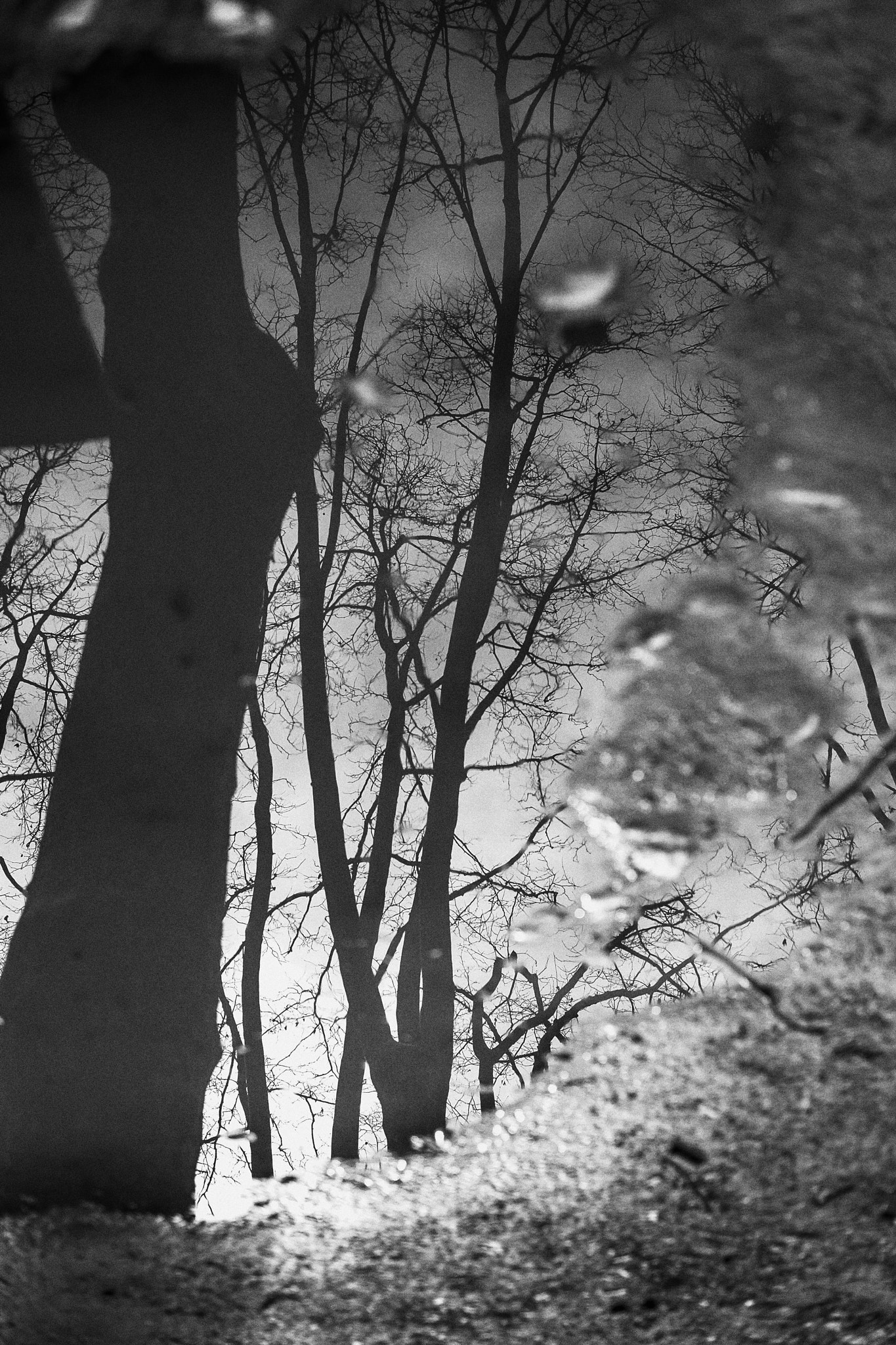 Fujifilm X-E2S sample photo. Trees in water photography