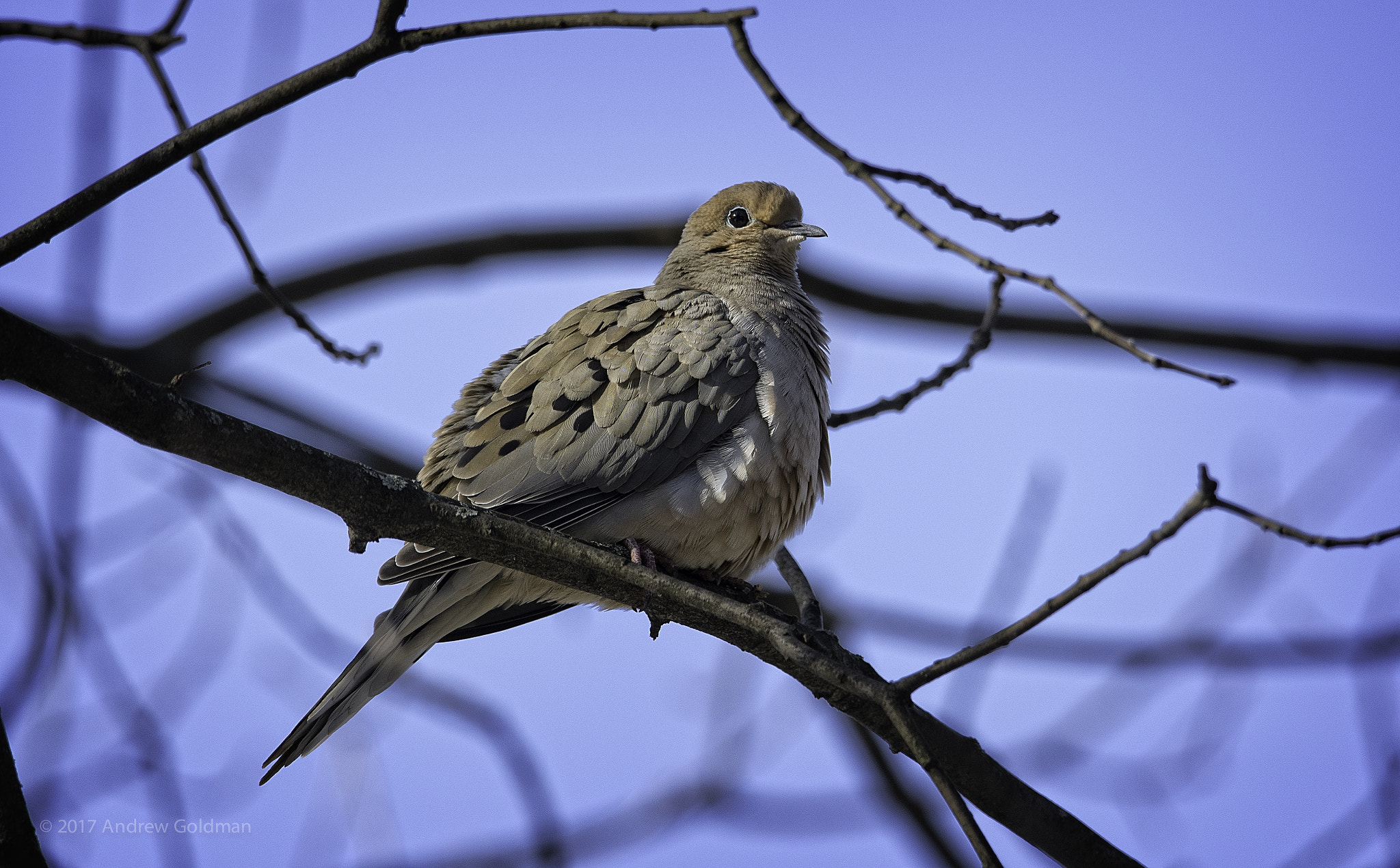 Nikon D500 + Sigma 50mm F2.8 EX DG Macro sample photo. Mourning dove in the morning photography