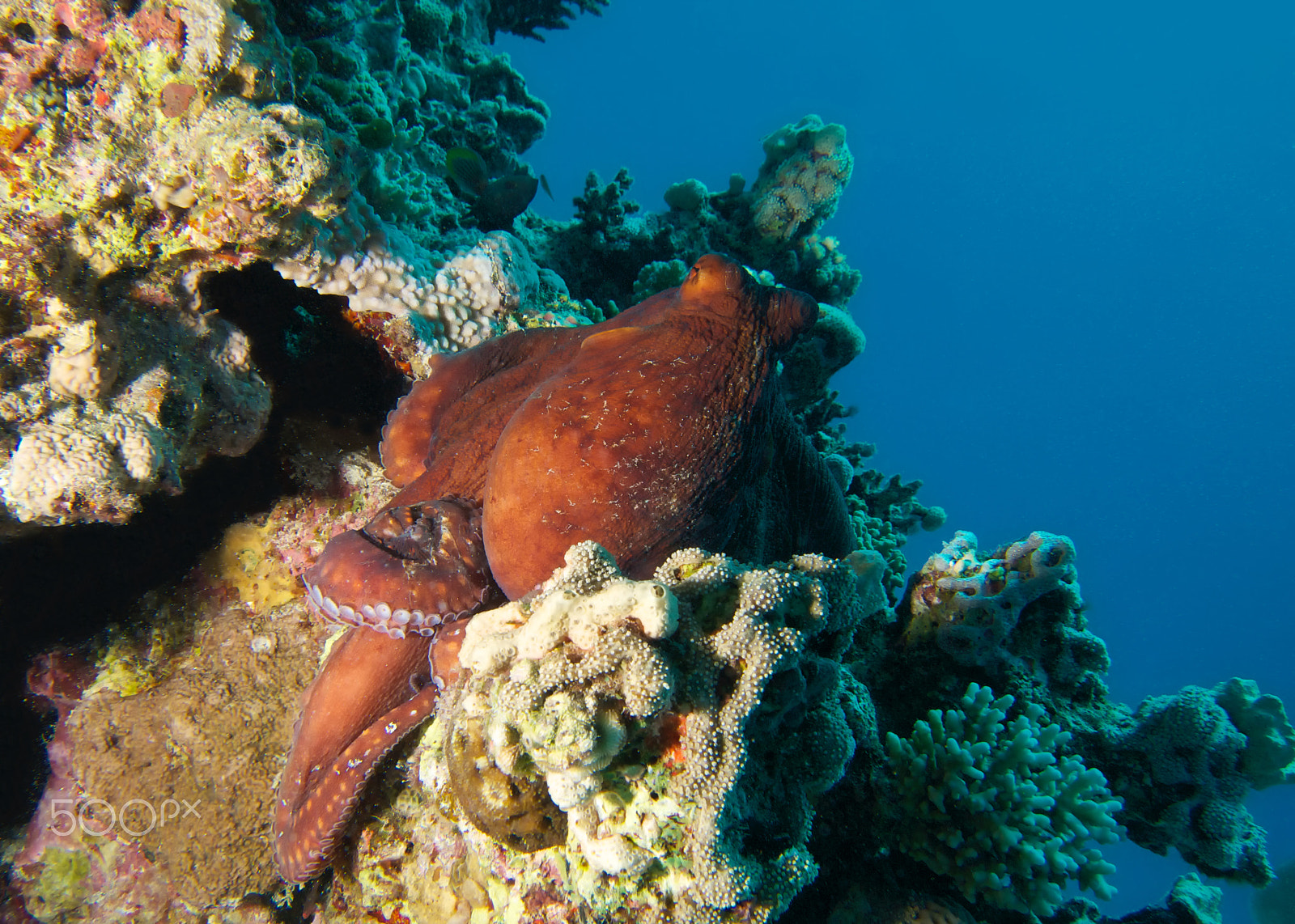 Olympus M.Zuiko Digital ED 14-42mm F3.5-5.6 sample photo. Reef octopus photography