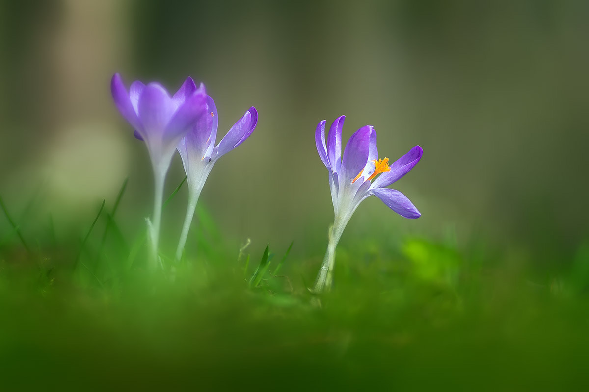 Canon EOS 7D + Tamron SP AF 90mm F2.8 Di Macro sample photo. Crocus (disambiguation) photography