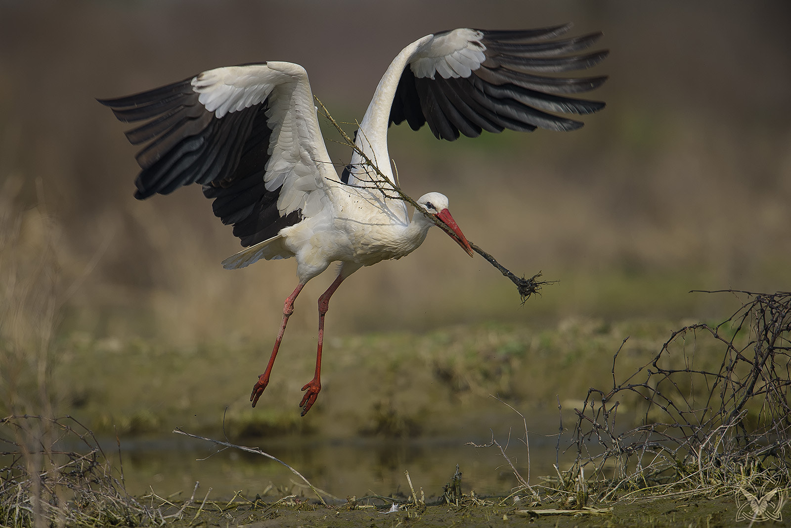 Nikon AF-S Nikkor 600mm F4G ED VR sample photo. Ciconia ciconia - cicogna bianca - cigogne blanche photography