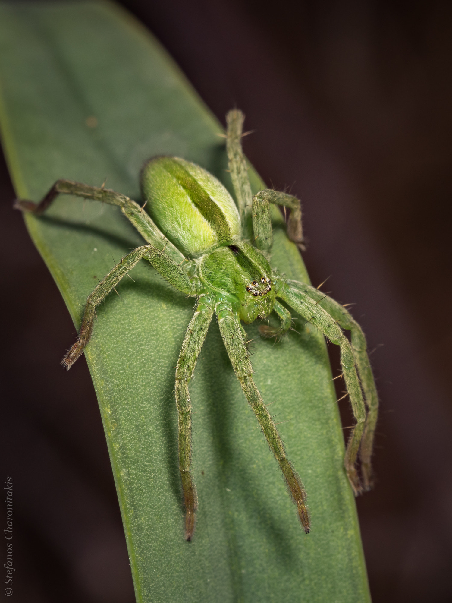 Olympus M.Zuiko Digital ED 60mm F2.8 Macro sample photo. Green spider ... photography