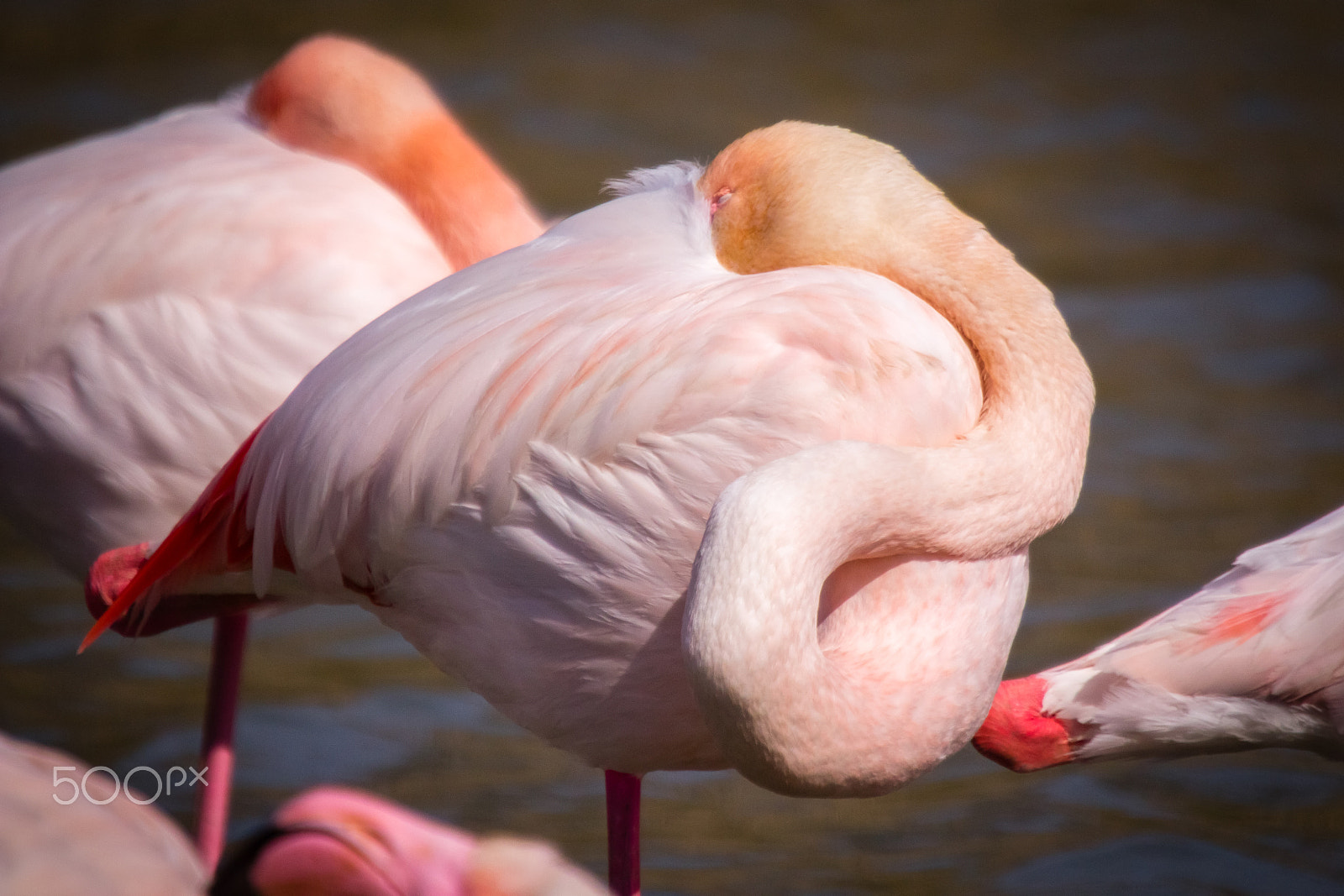 Canon EOS 60D sample photo. Pink flamingos photography