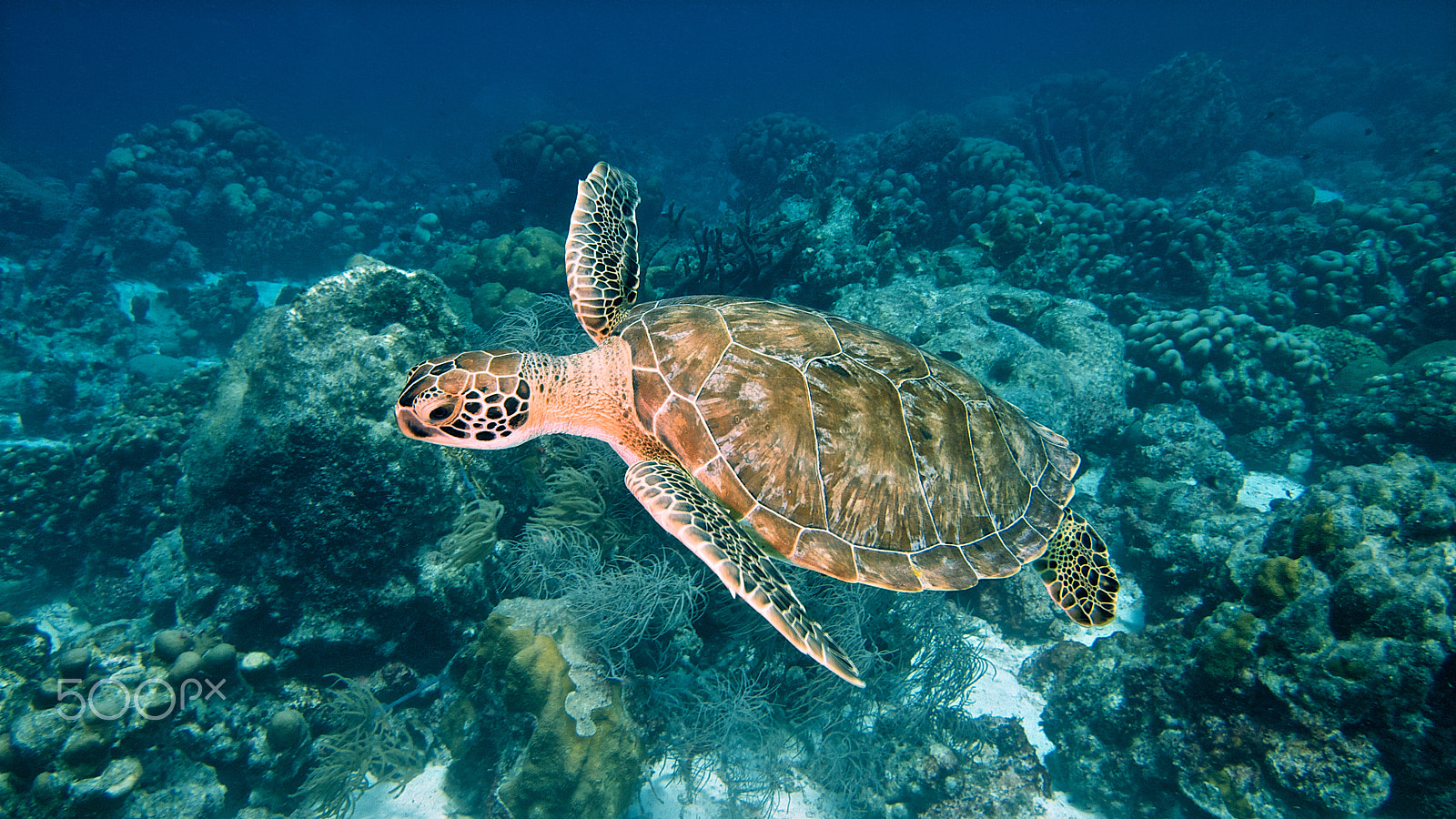 Olympus PEN E-PL1 sample photo. Green turtle photography