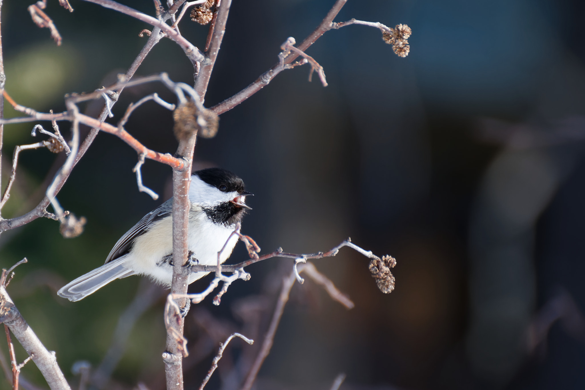 Tamron SP 35mm F1.8 Di VC USD sample photo. Black-capped chickadee photography