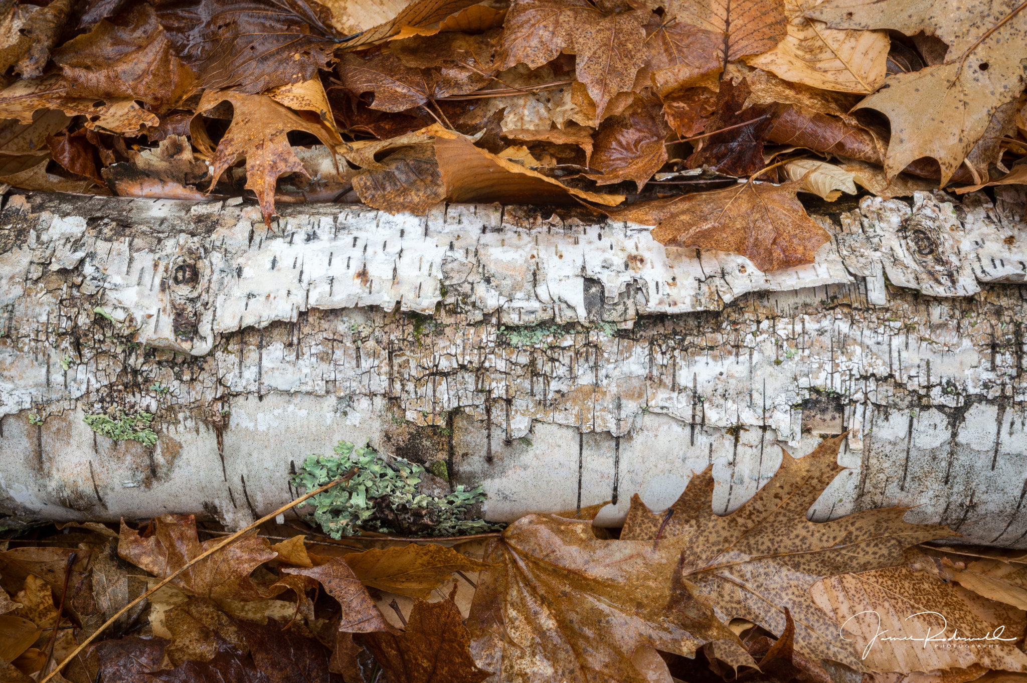 Nikon D3200 sample photo. Birch falling into spring photography