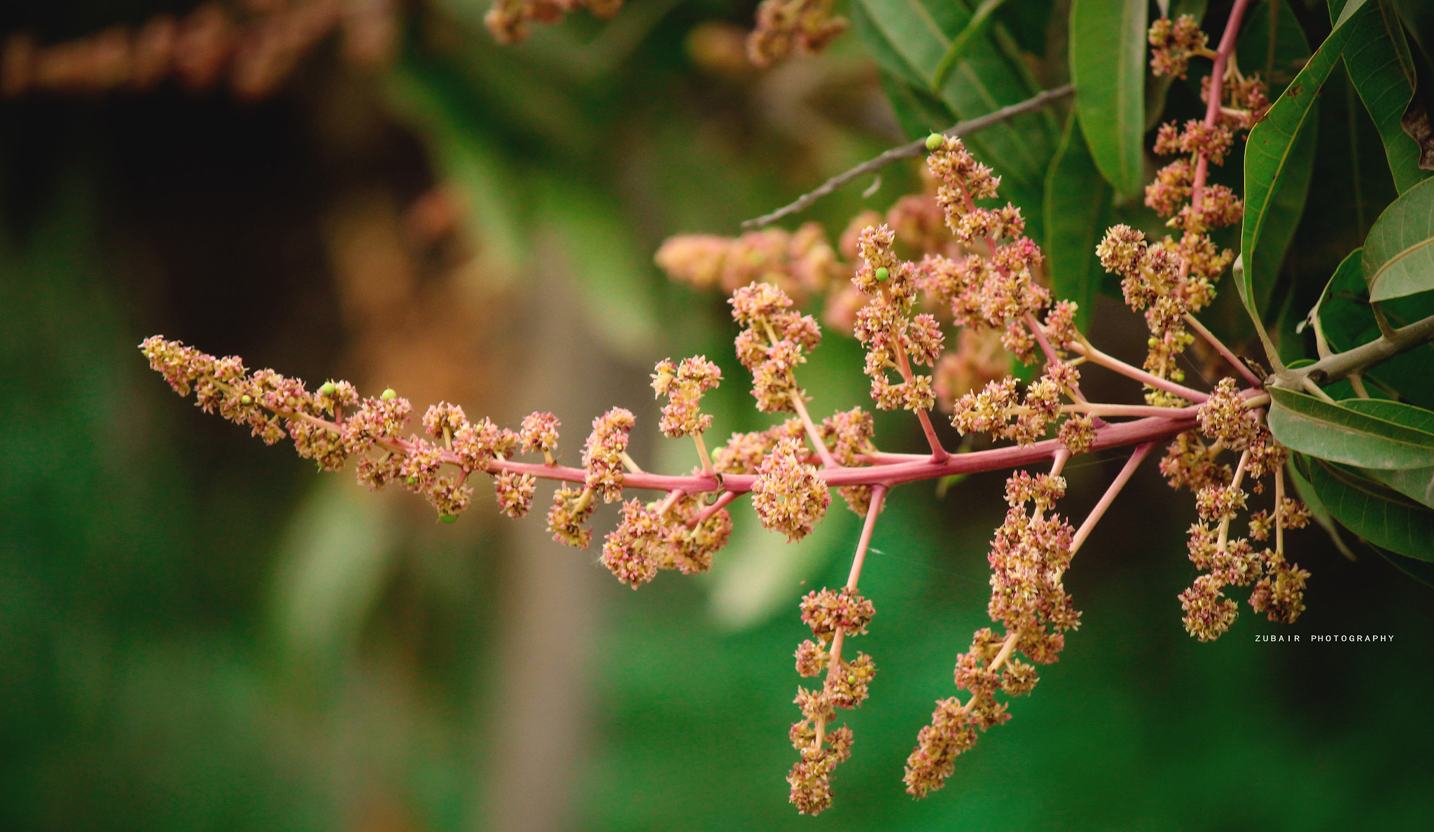 Canon EF-S 55-250mm F4-5.6 IS sample photo. Mango is coming photography