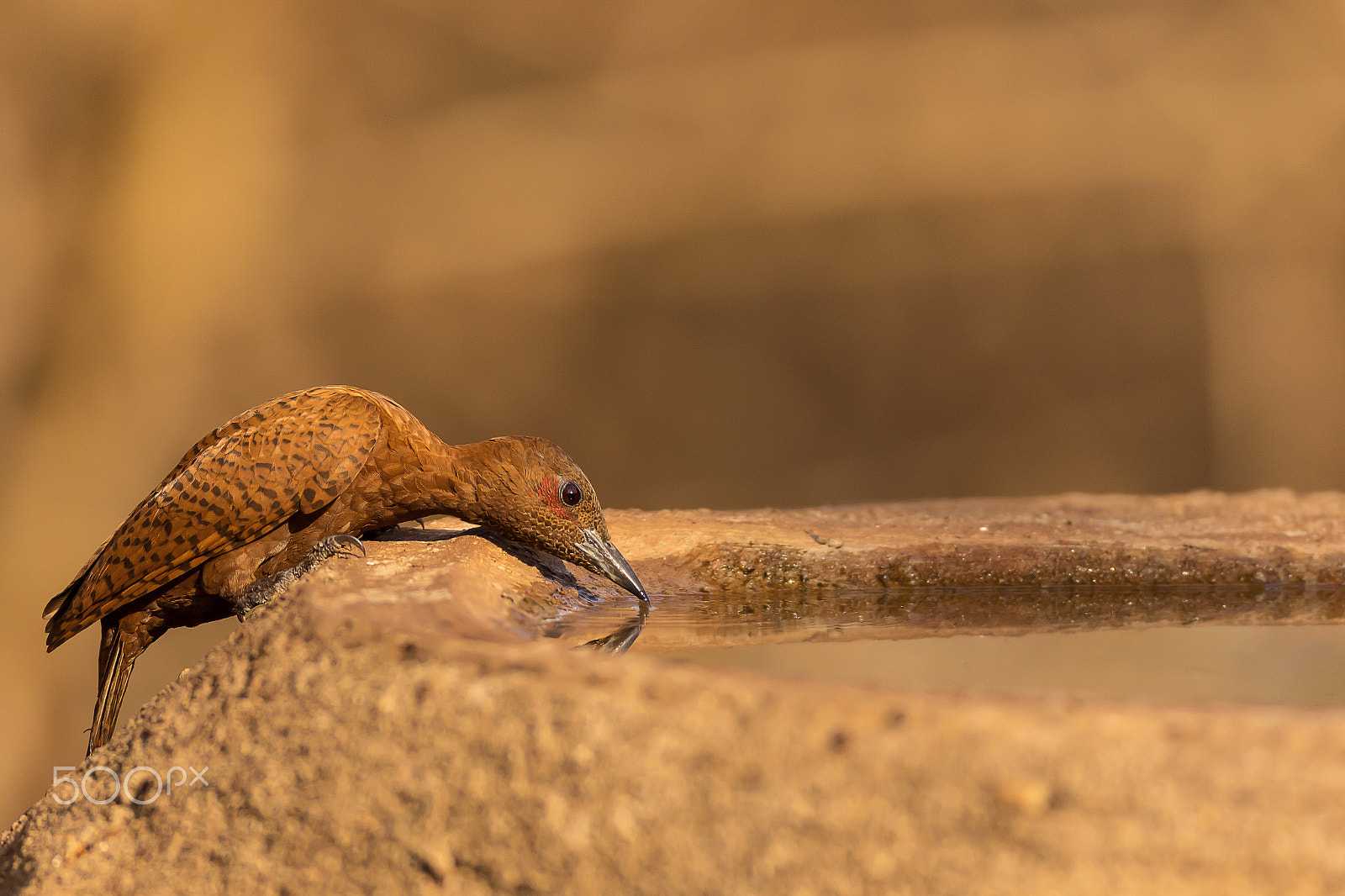 Canon EOS 7D Mark II + Canon EF 600mm f/4L IS sample photo. Rufous woodpecker photography