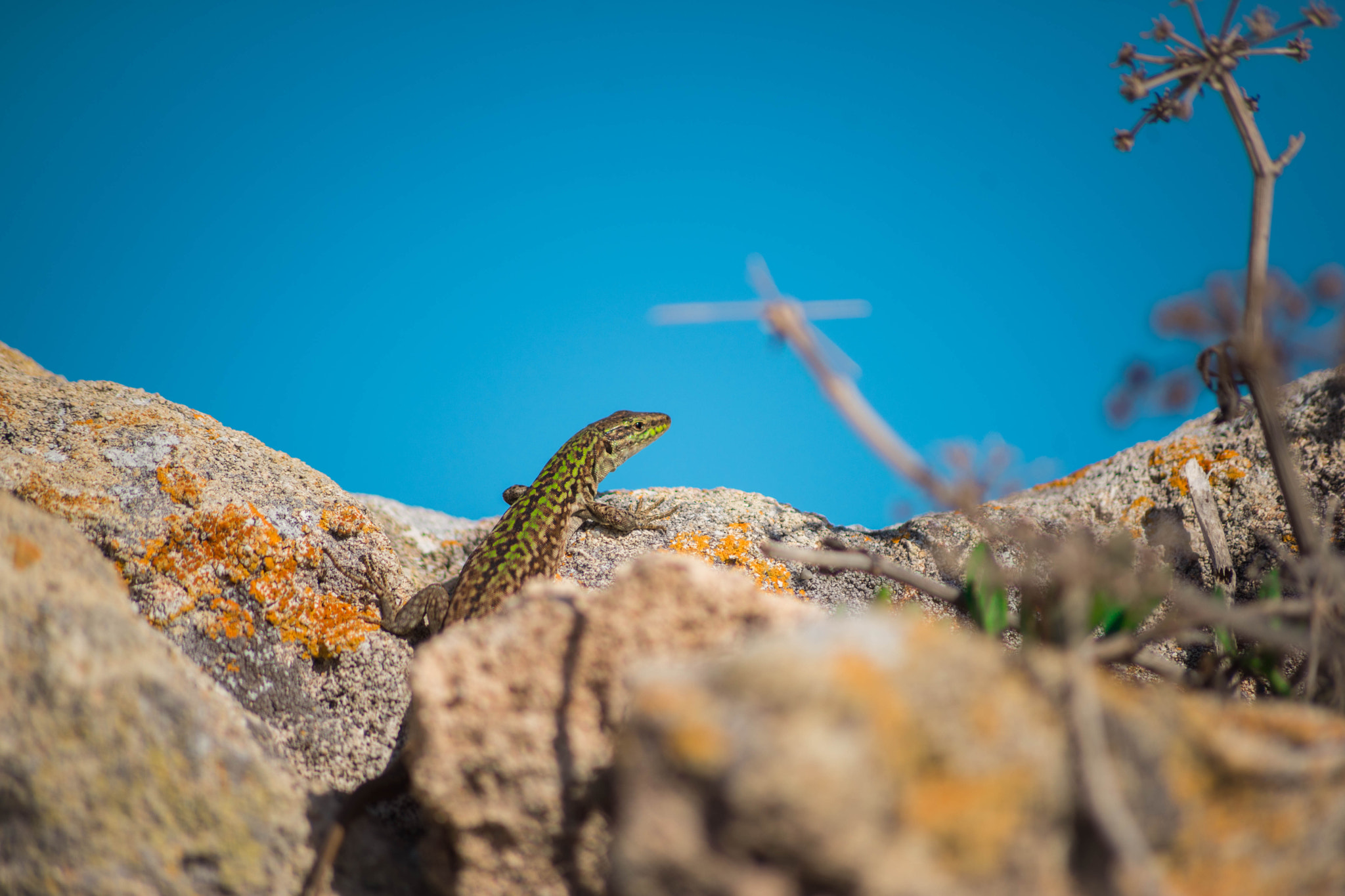 Sony a7 sample photo. Sa cabixetta photography