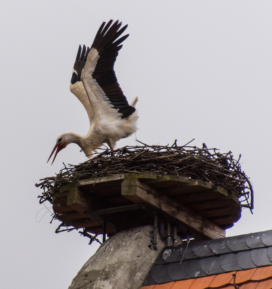 Nikon D7200 sample photo. The stork on the church photography