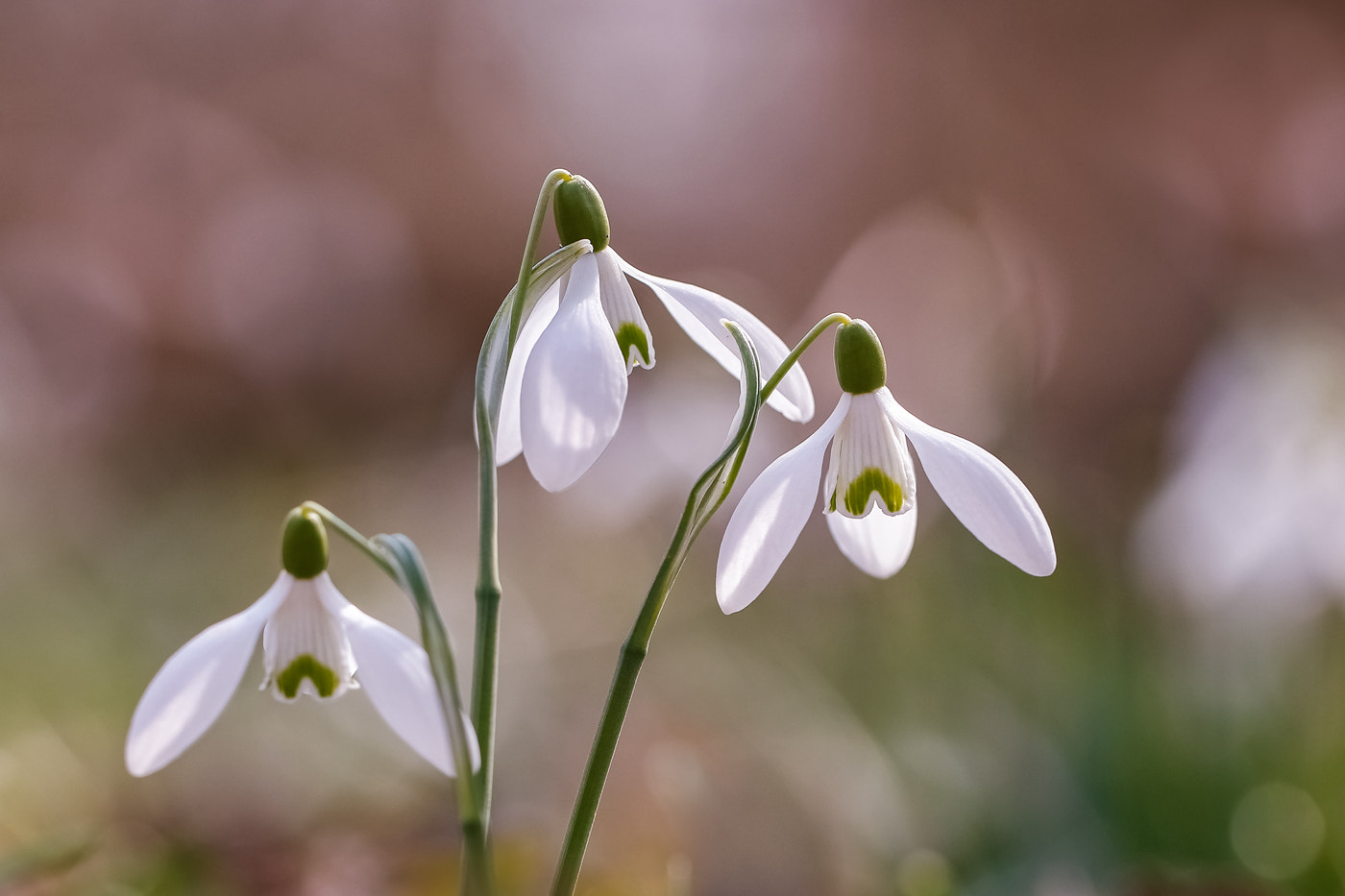 Canon EF 100mm F2.8L Macro IS USM sample photo. Three ballerinas photography
